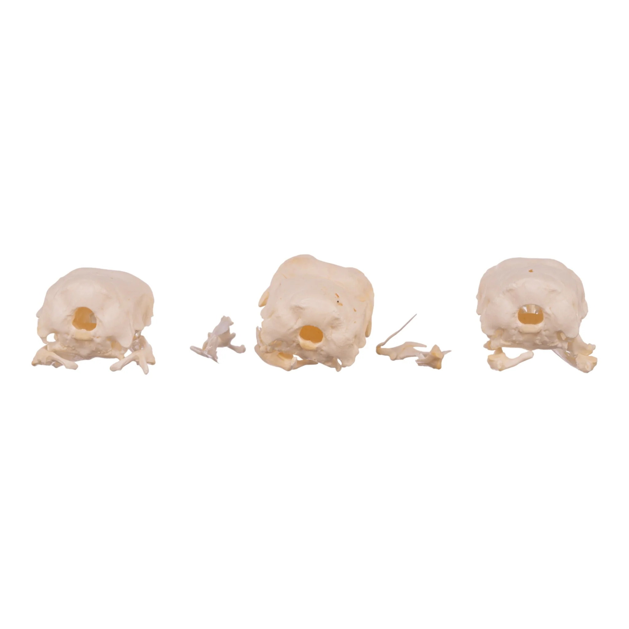 Real Bag-O-Turkey Skulls - Image 10