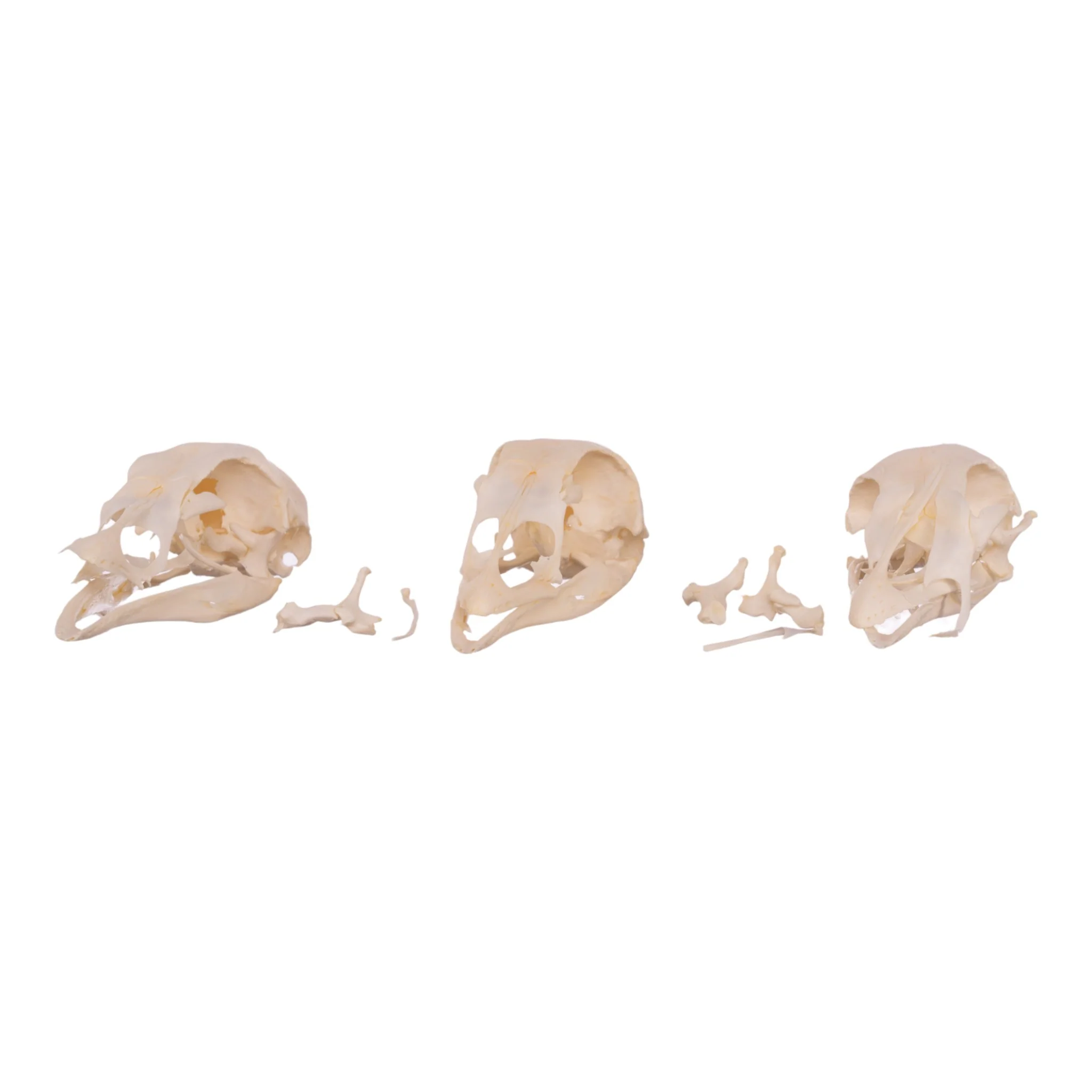 Real Bag-O-Turkey Skulls - Image 11