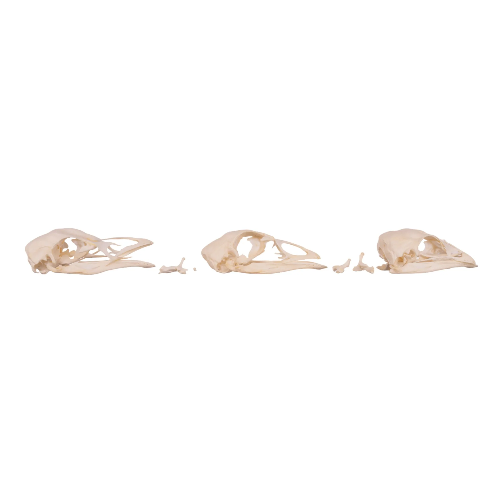 Real Bag-O-Turkey Skulls - Image 12