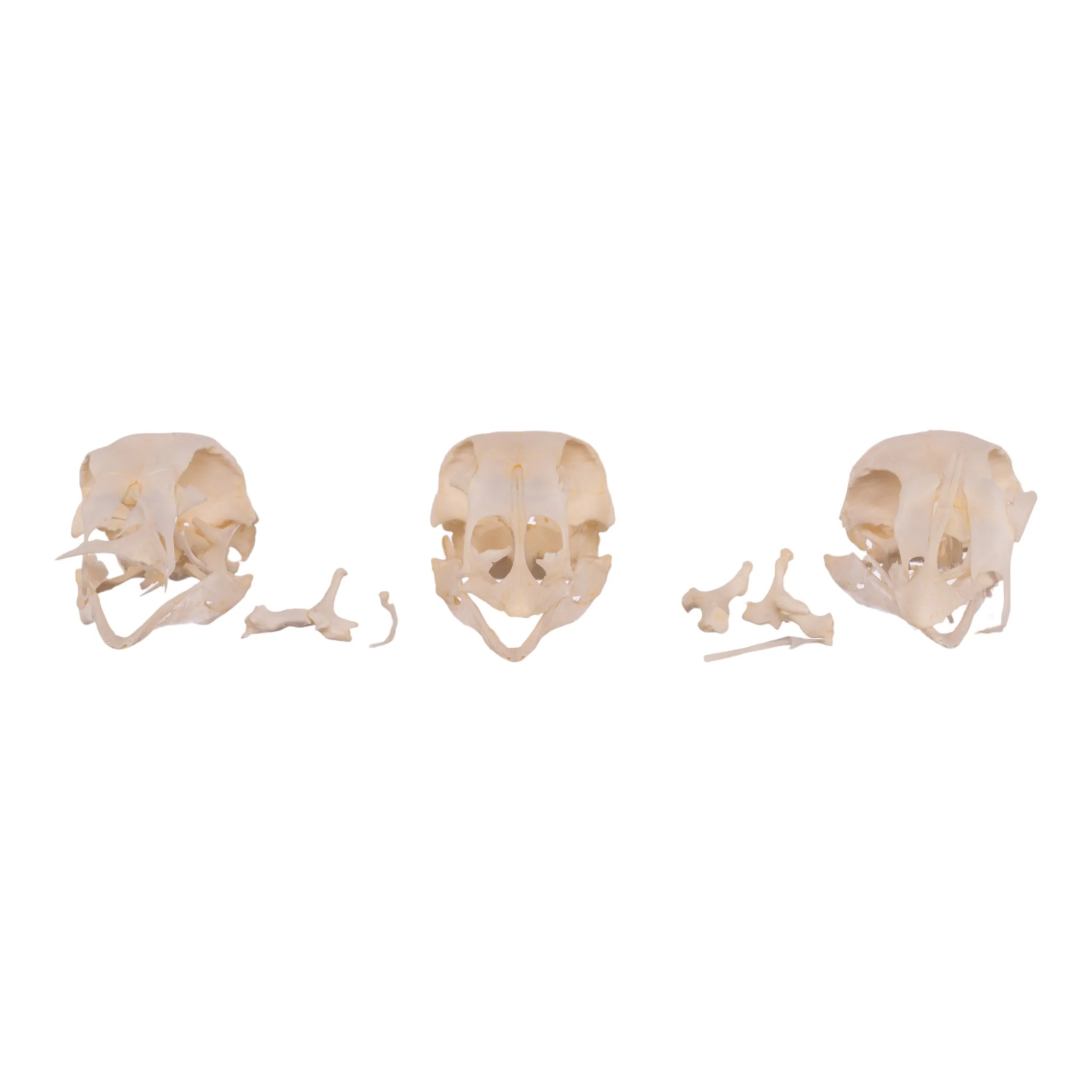 Real Bag-O-Turkey Skulls - Image 13