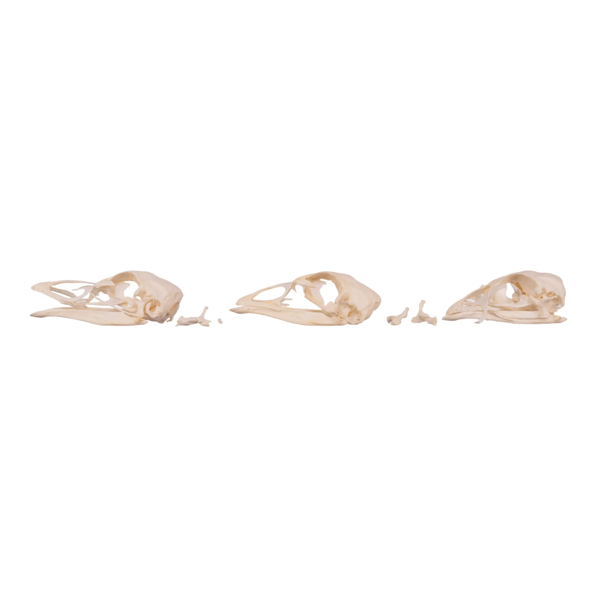 Real Bag-O-Turkey Skulls - Image 14
