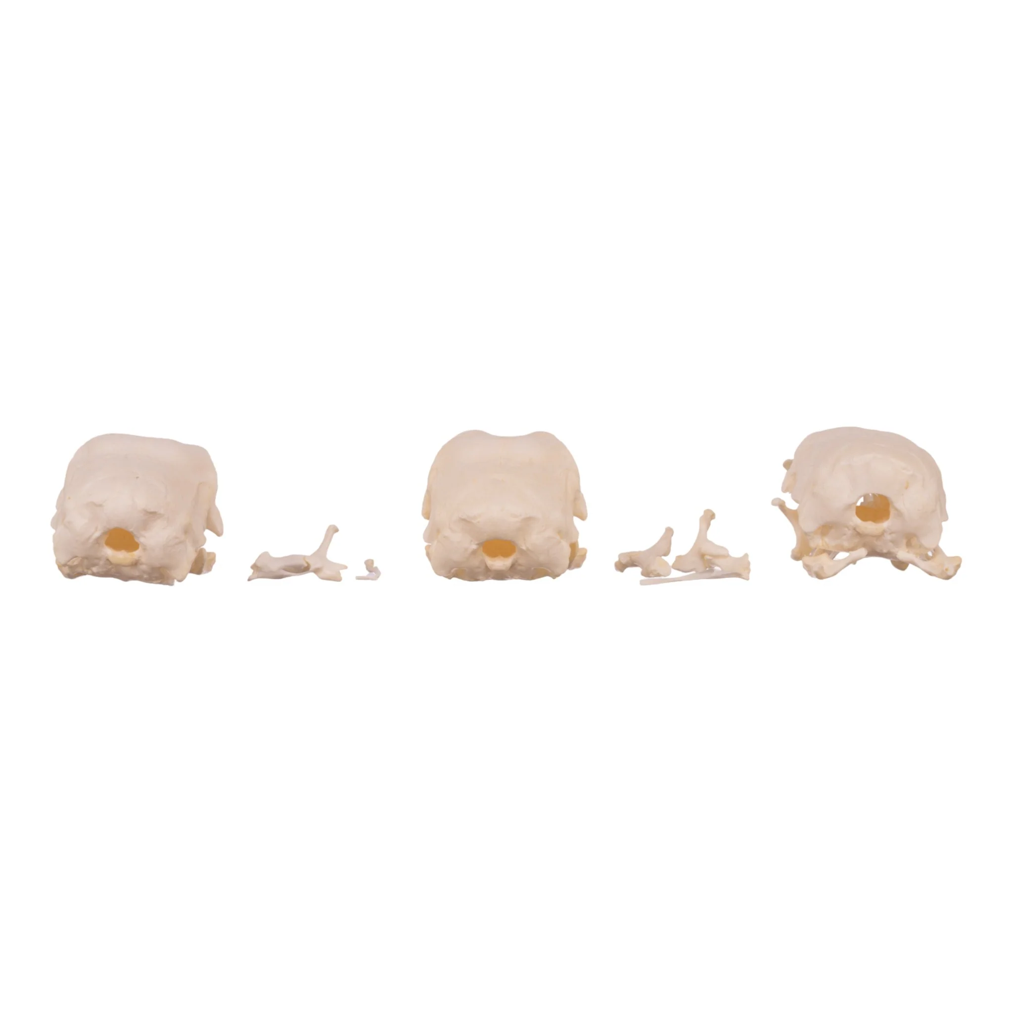 Real Bag-O-Turkey Skulls - Image 15