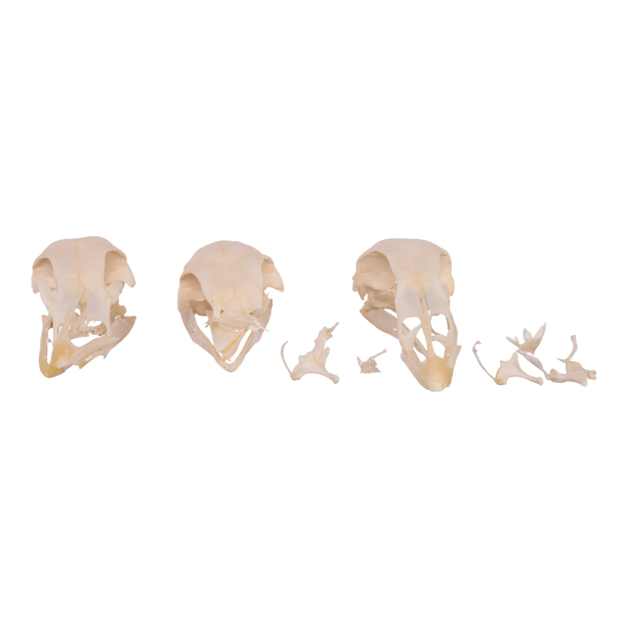 Real Bag-O-Turkey Skulls - Image 3