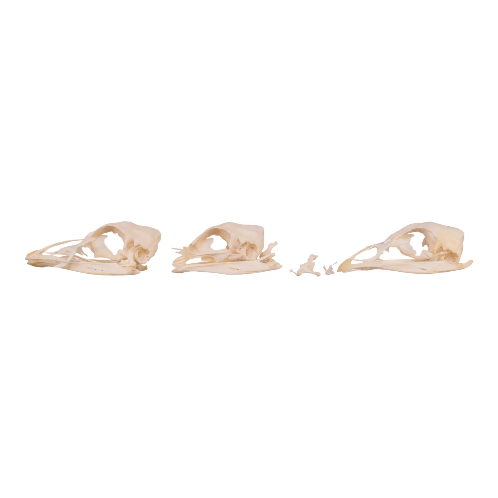 Real Bag-O-Turkey Skulls - Image 4