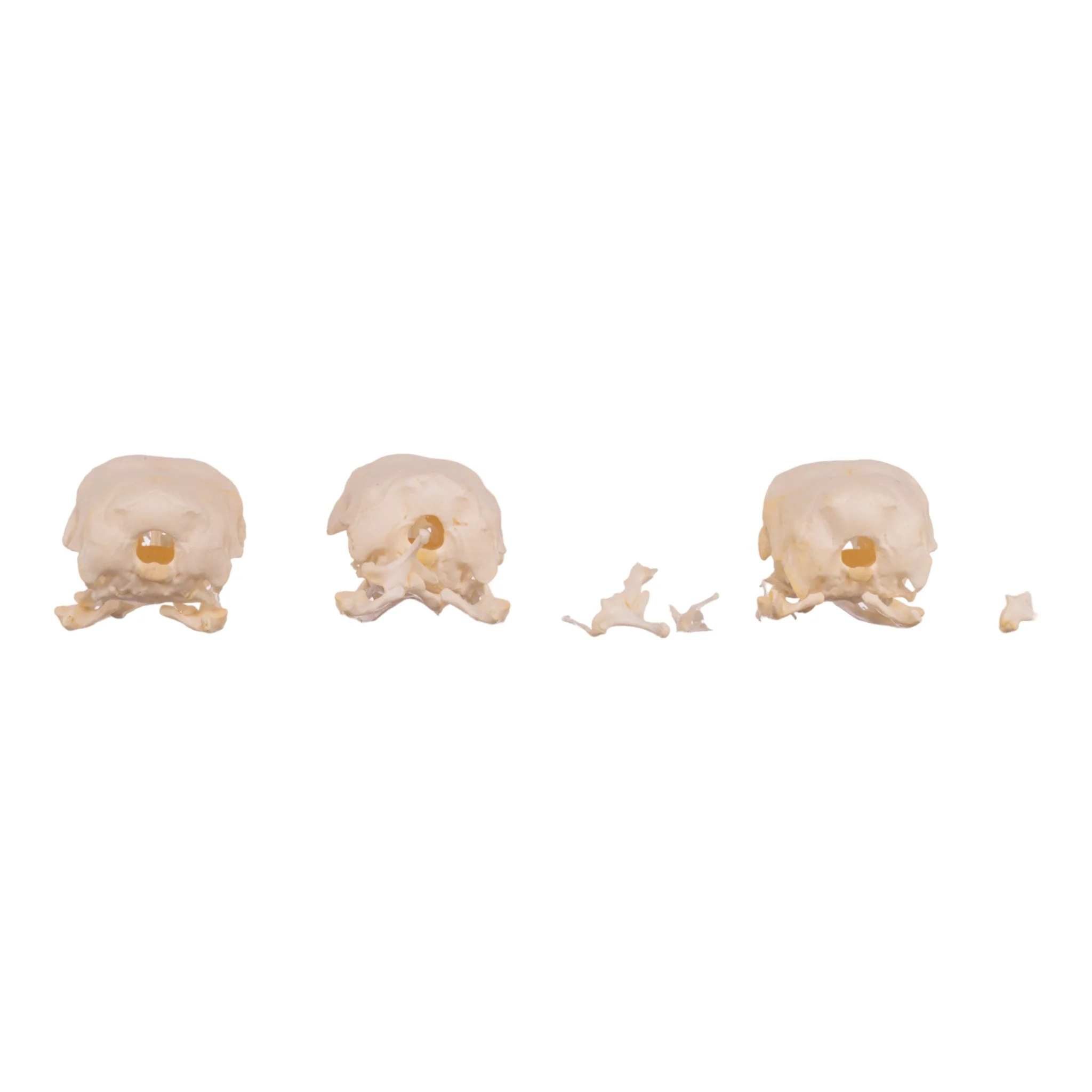 Real Bag-O-Turkey Skulls - Image 5
