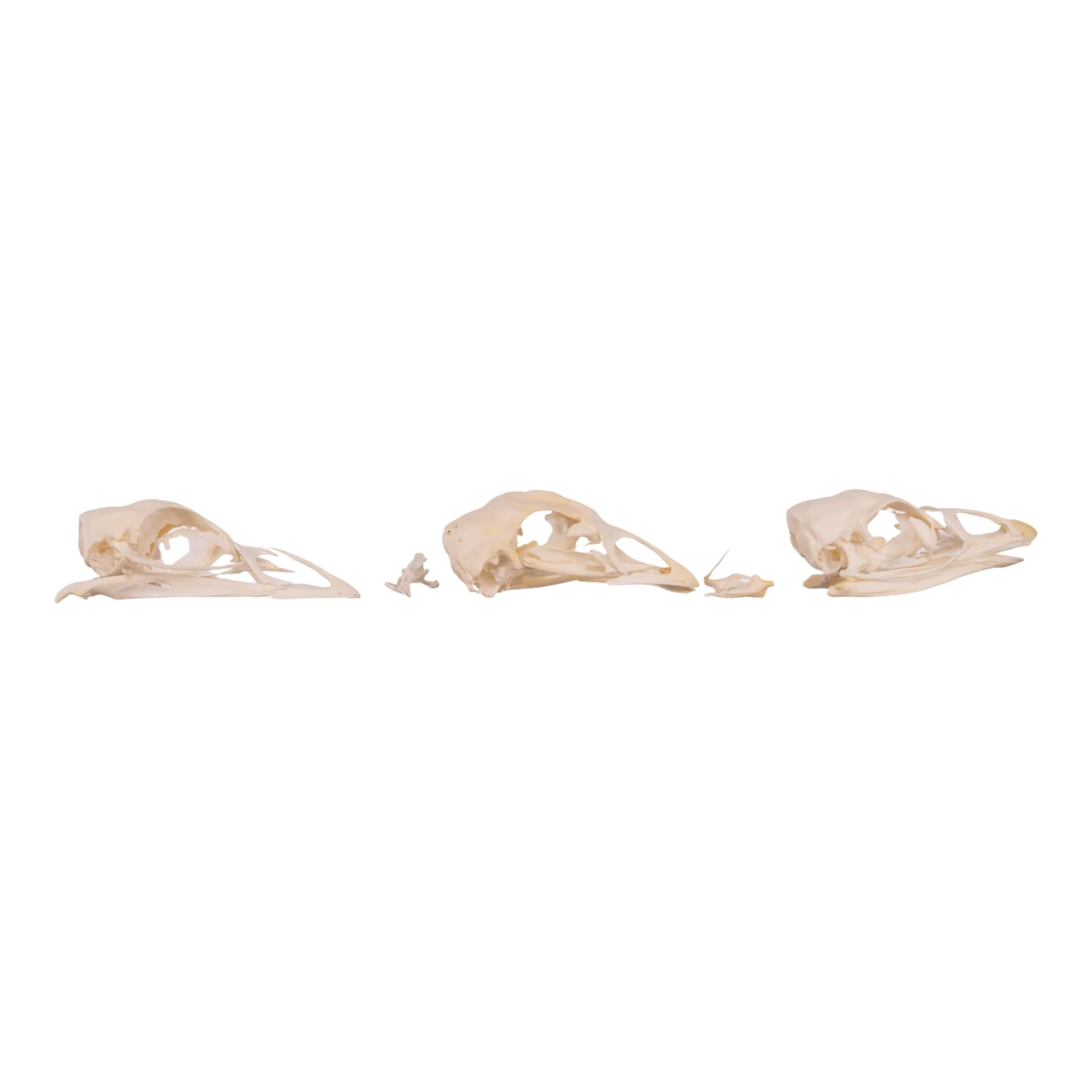 Real Bag-O-Turkey Skulls - Image 6