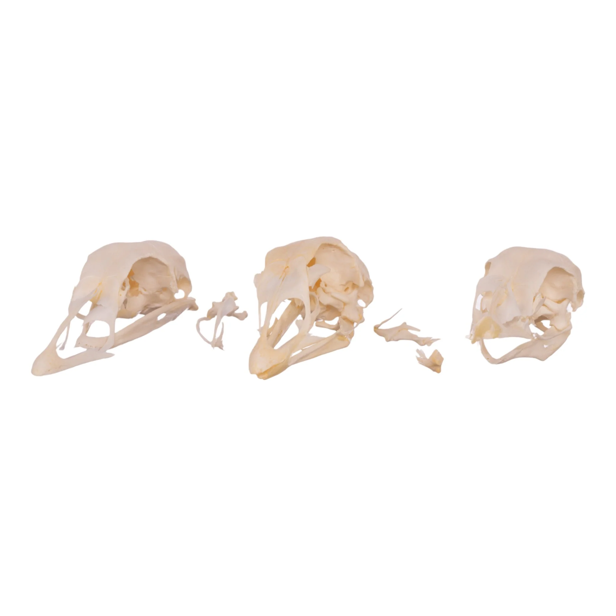 Real Bag-O-Turkey Skulls - Image 7