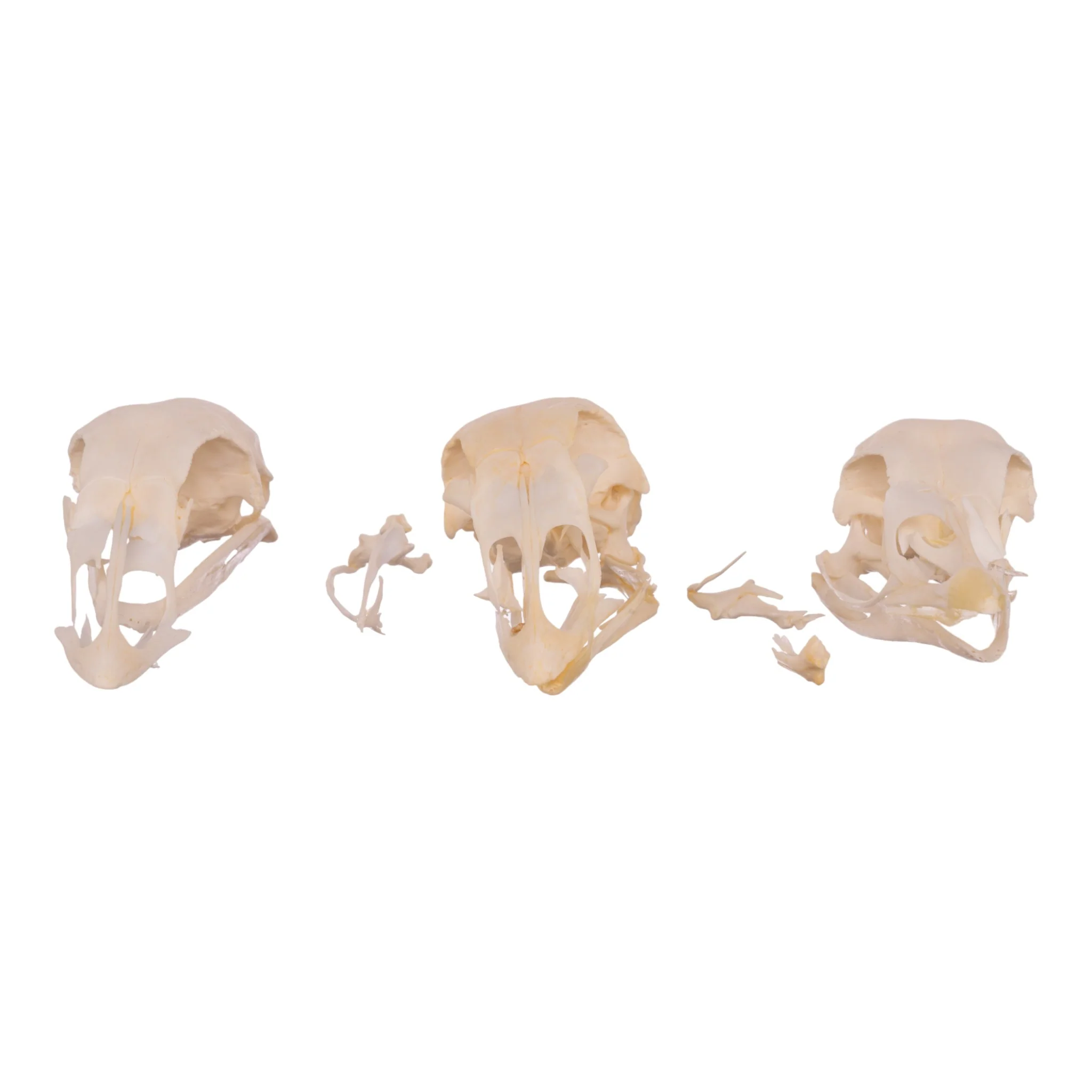 Real Bag-O-Turkey Skulls - Image 8