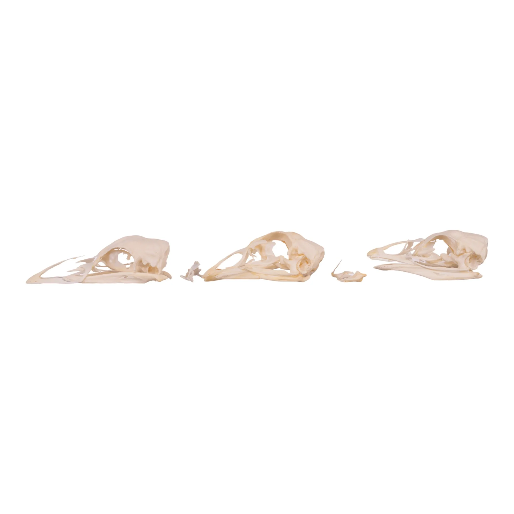 Real Bag-O-Turkey Skulls - Image 9