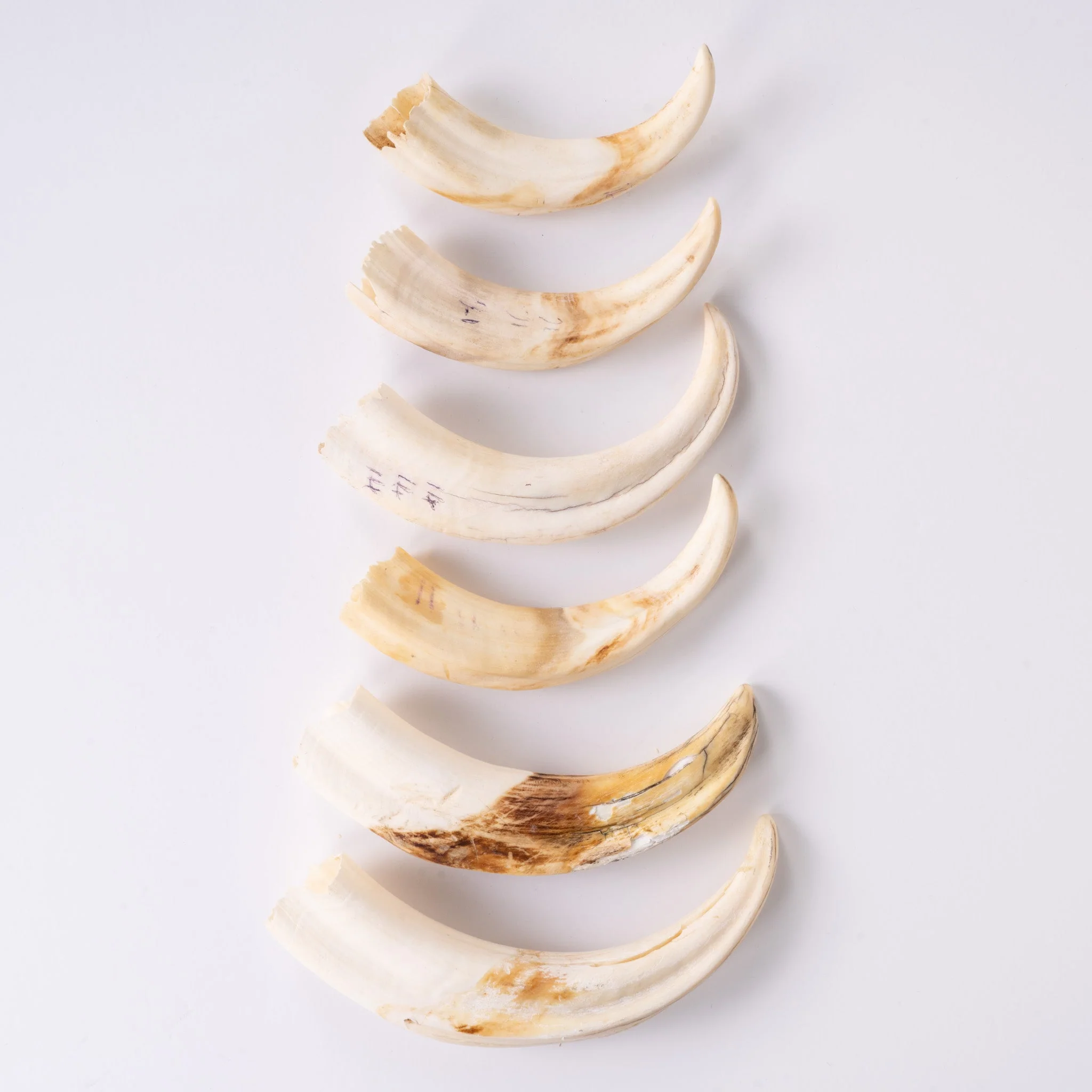 Real Bag-O-Warthog Tusks - Image 3