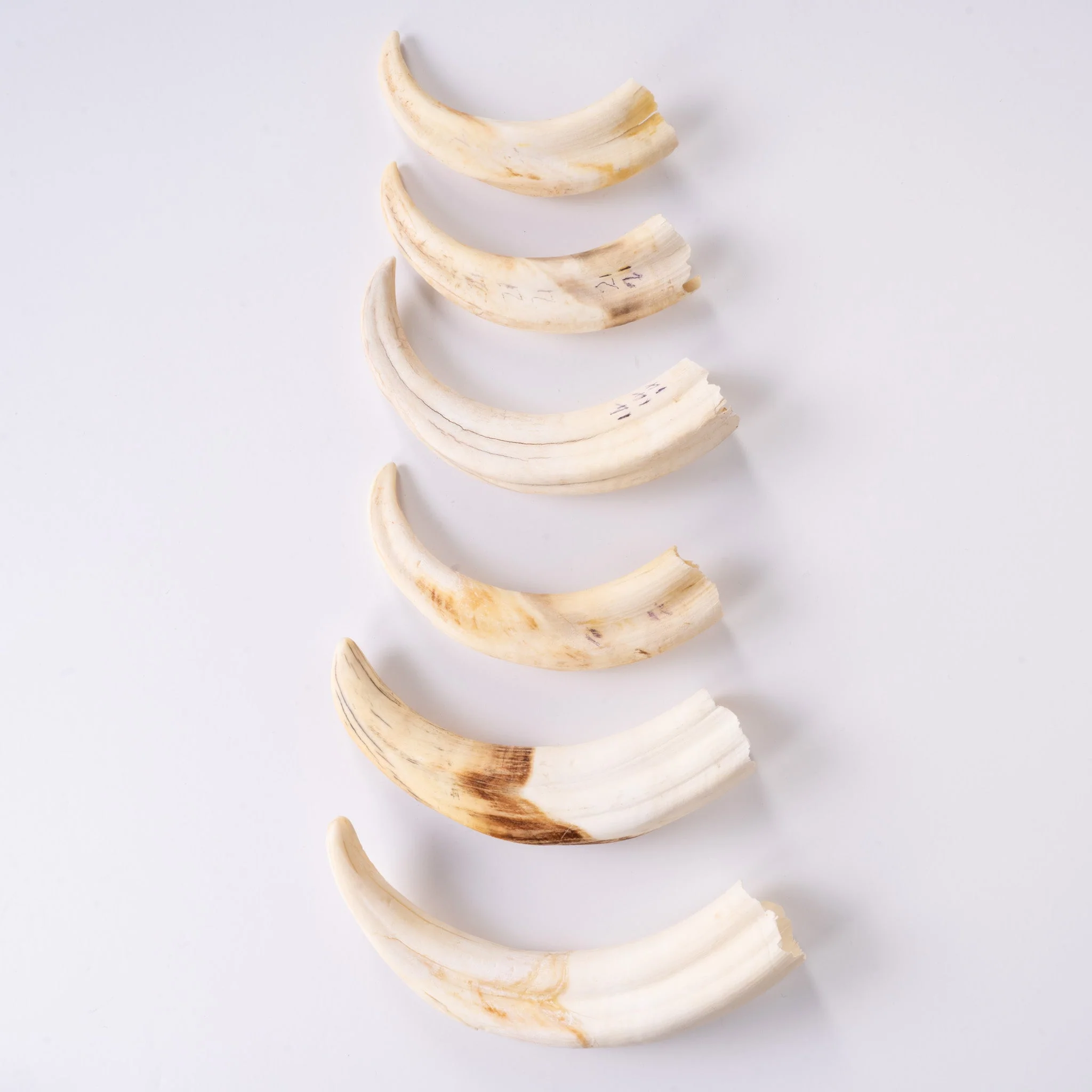Real Bag-O-Warthog Tusks - Image 4