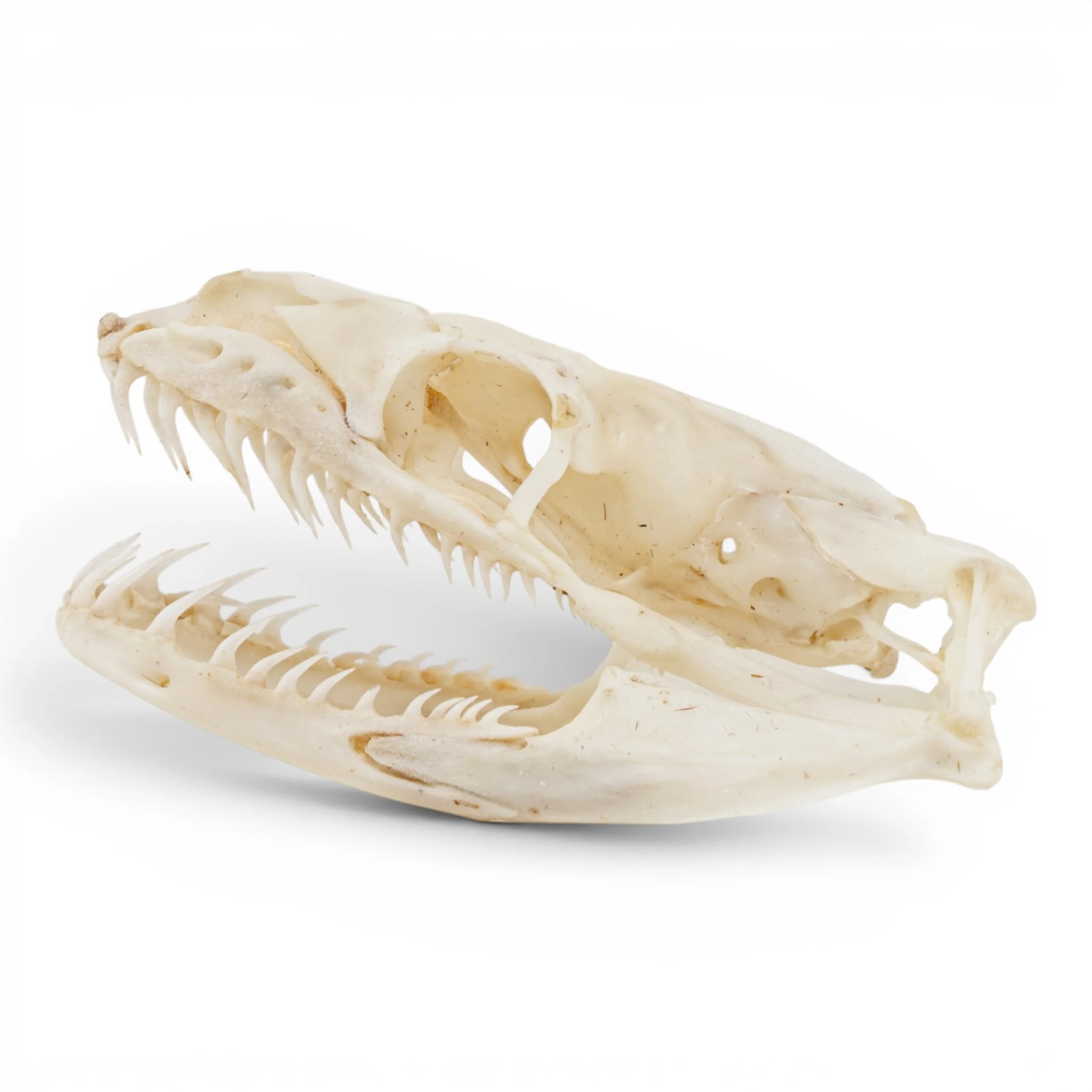 Real Ball Python Skull - Image 4
