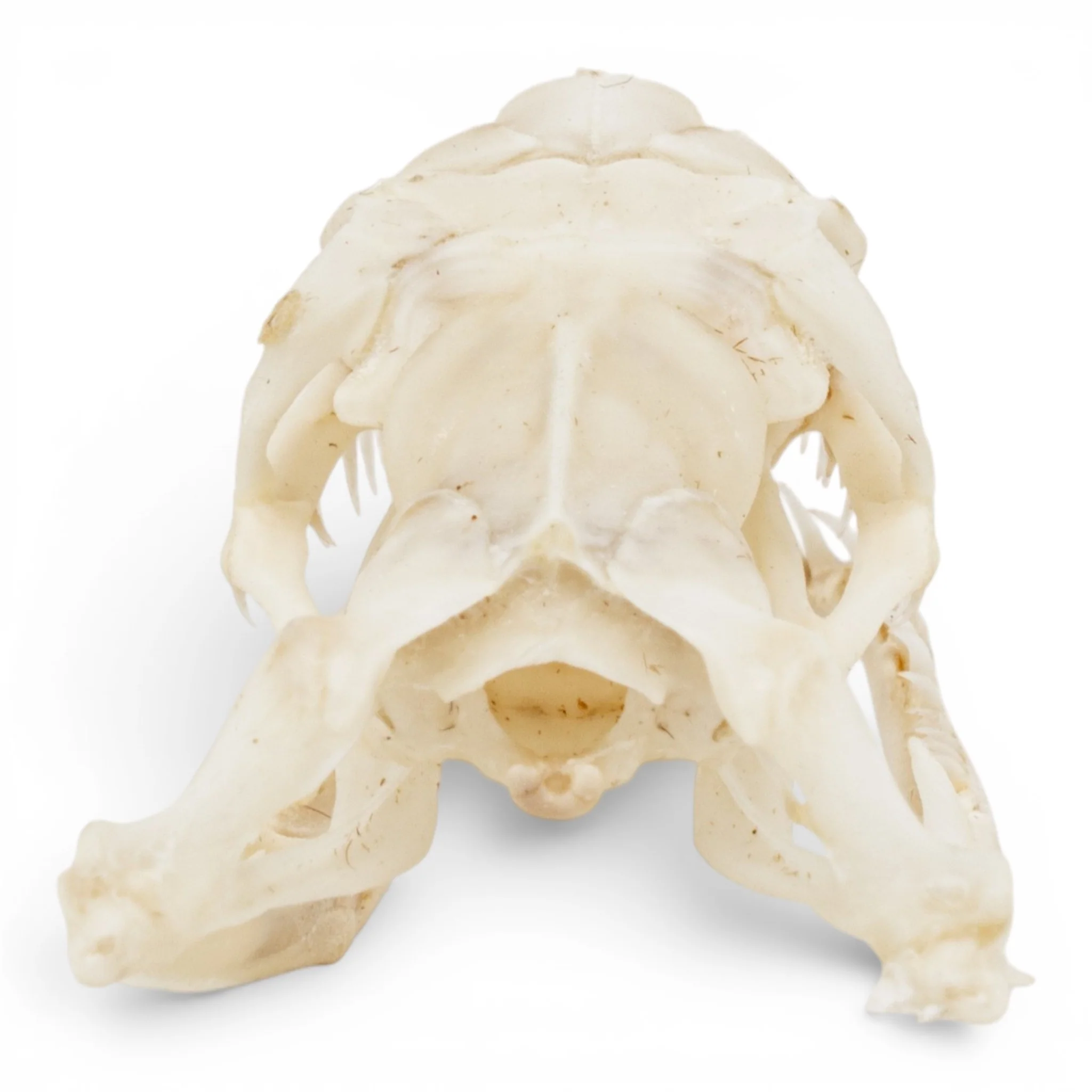 Real Ball Python Skull - Image 5