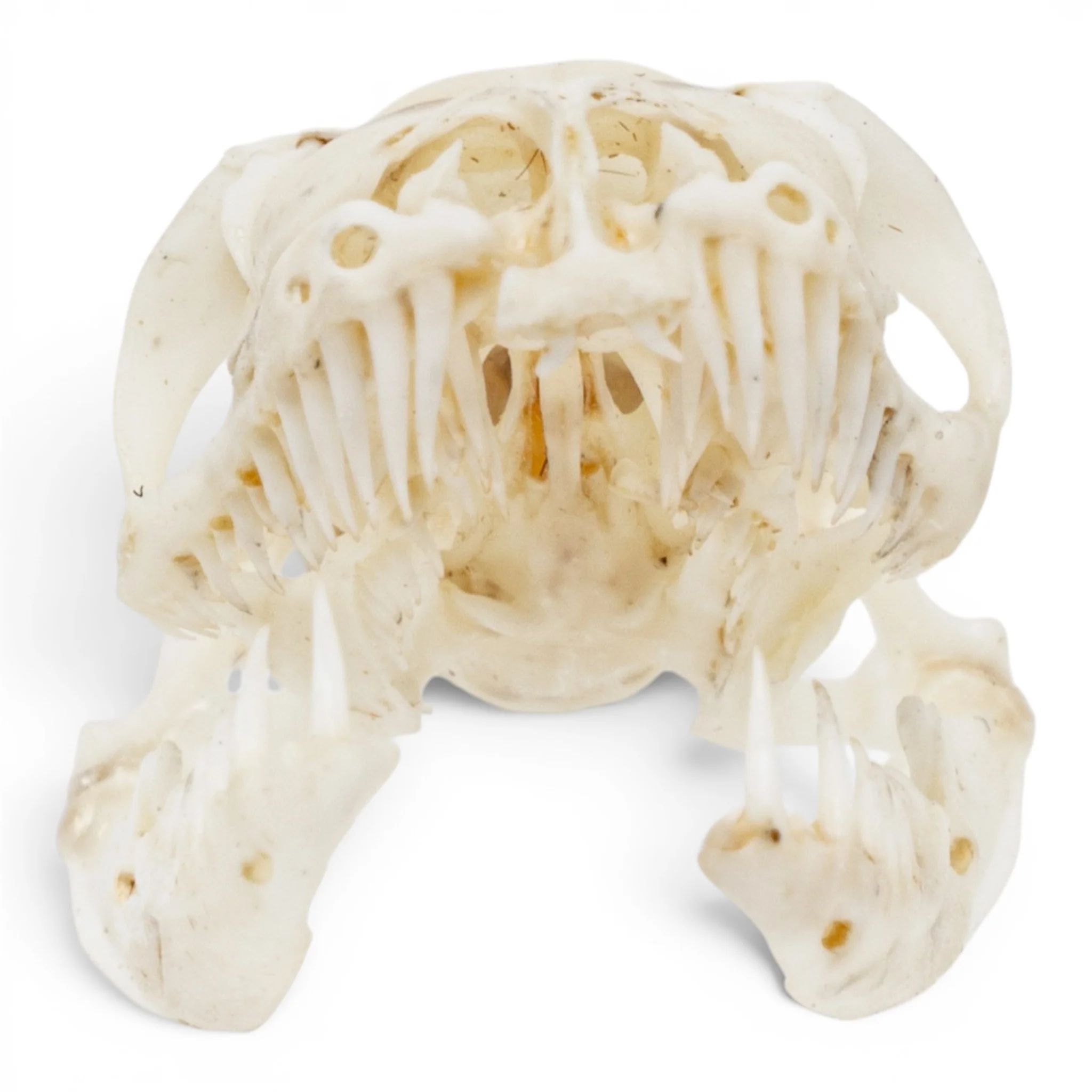 Real Ball Python Skull - Image 3