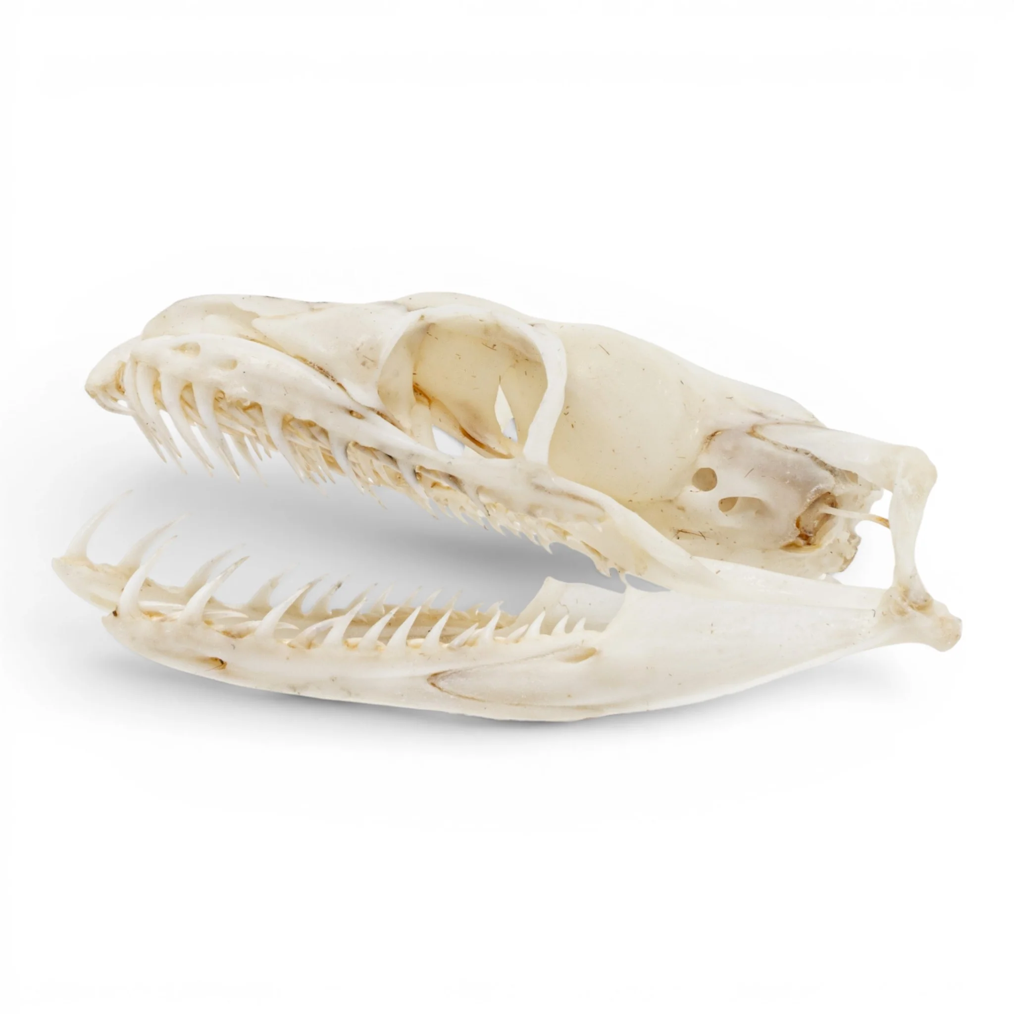 Real Ball Python Skull - Image 4