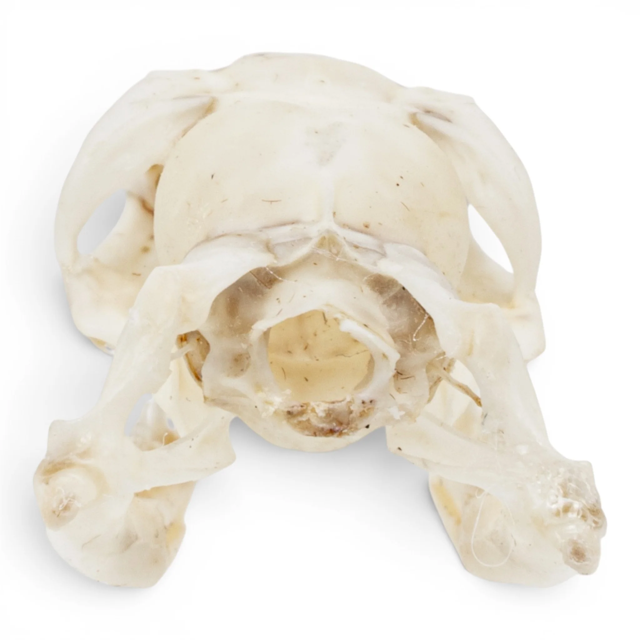 Real Ball Python Skull - Image 5