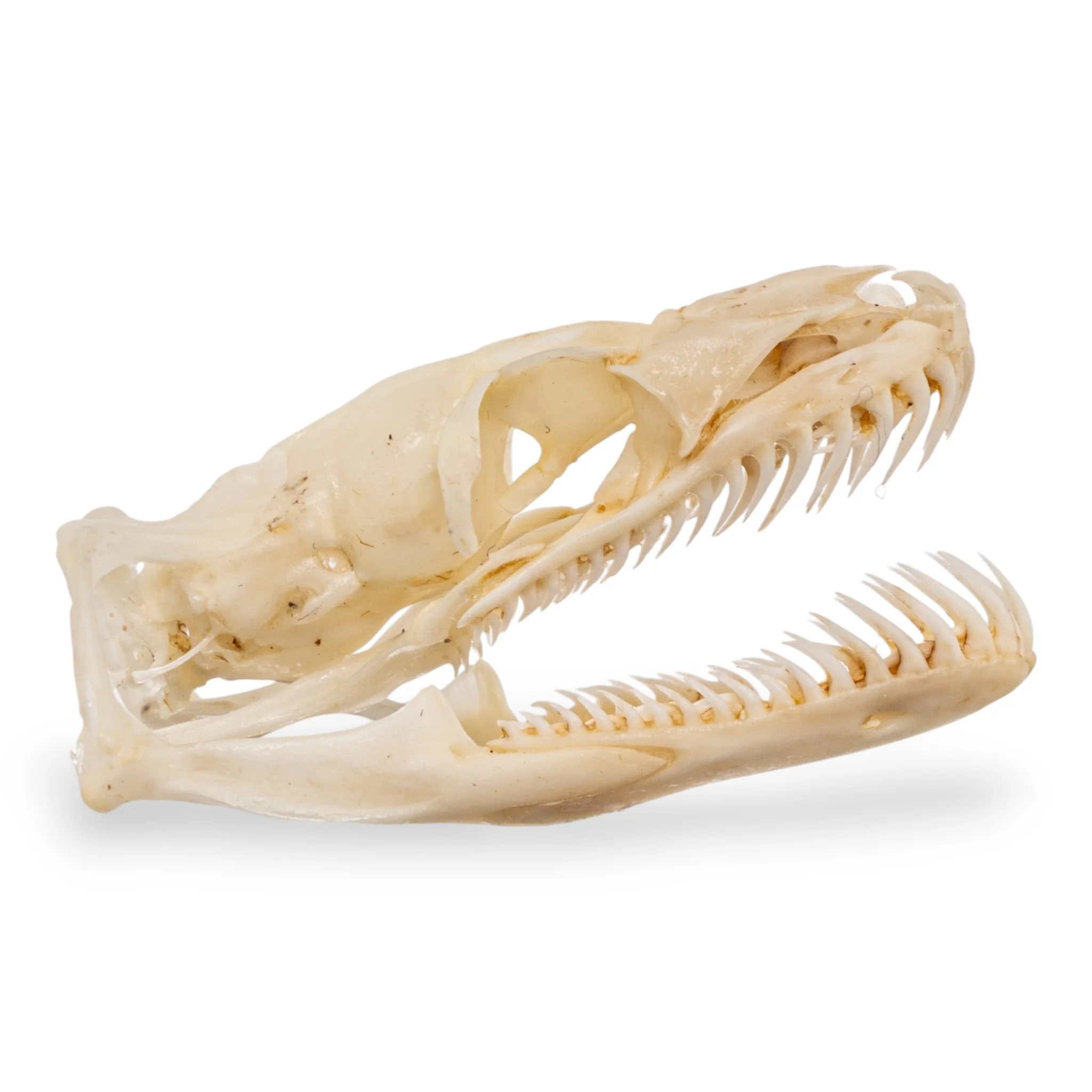 Real Ball Python Skull - Image 2
