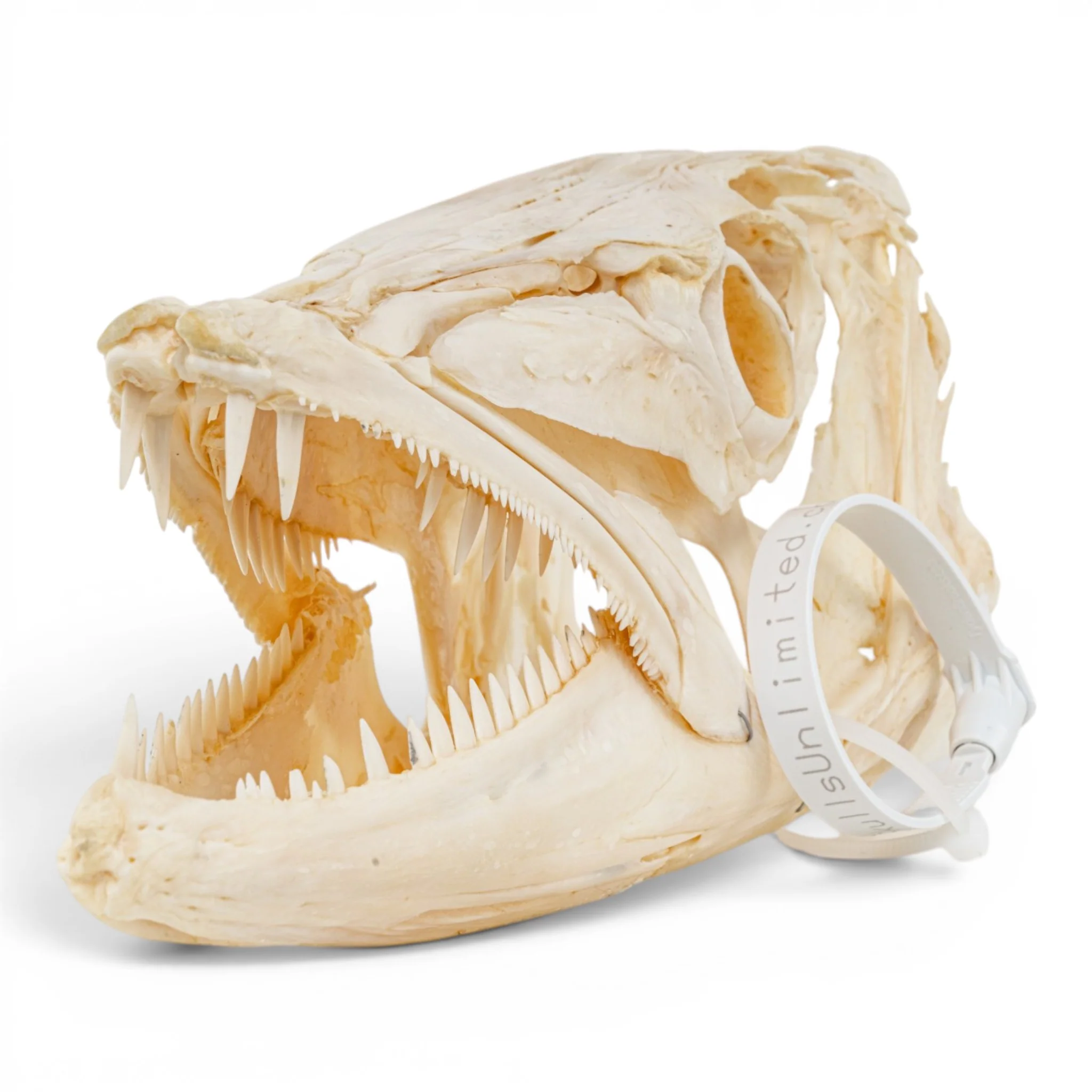 Real Barracuda Skull