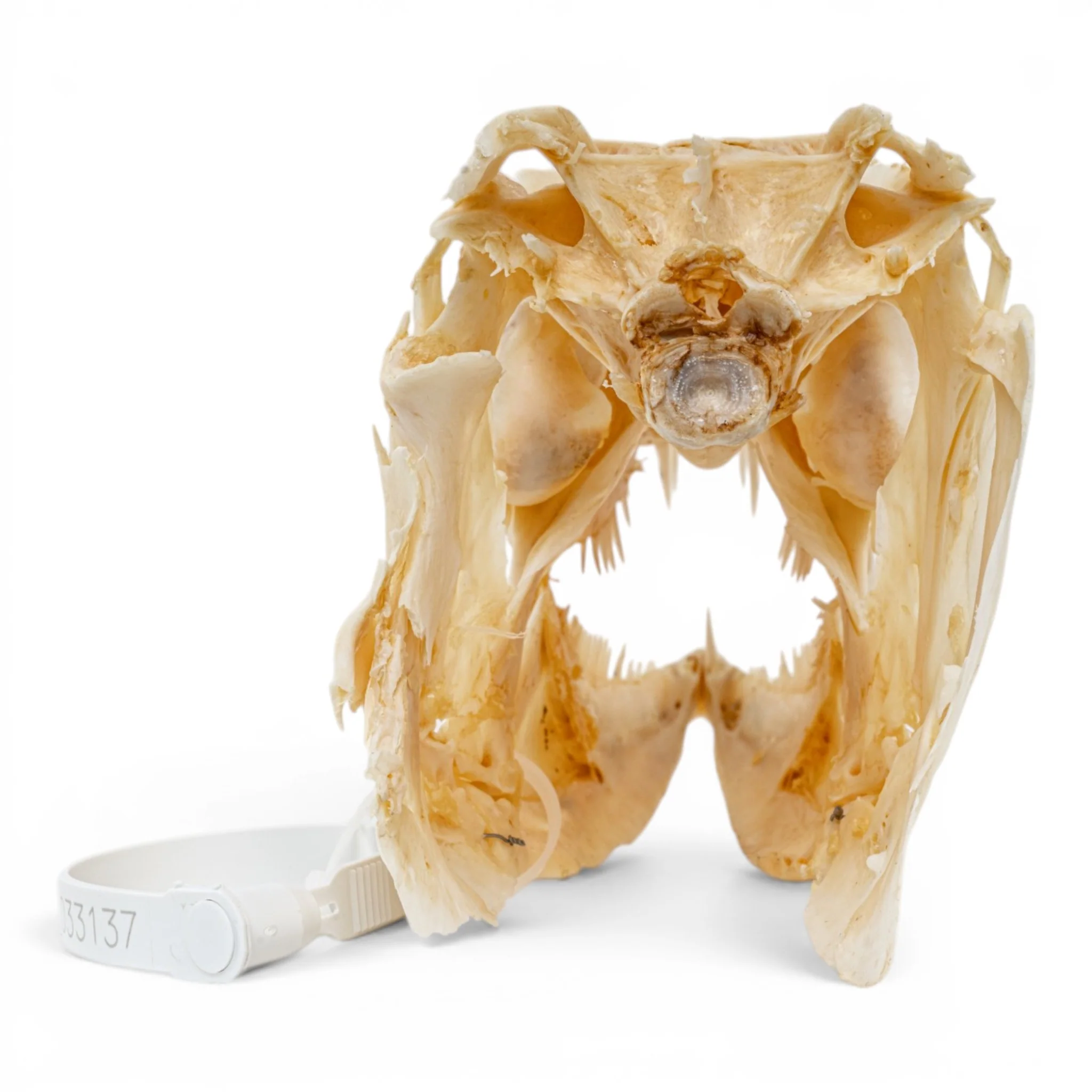 Real Barracuda Skull - Image 5