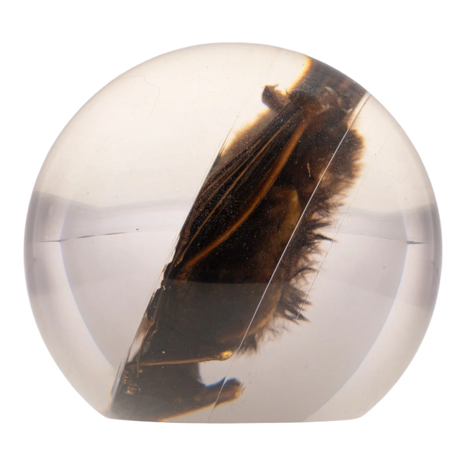 Real Bat in Acrylic Globe - Image 4
