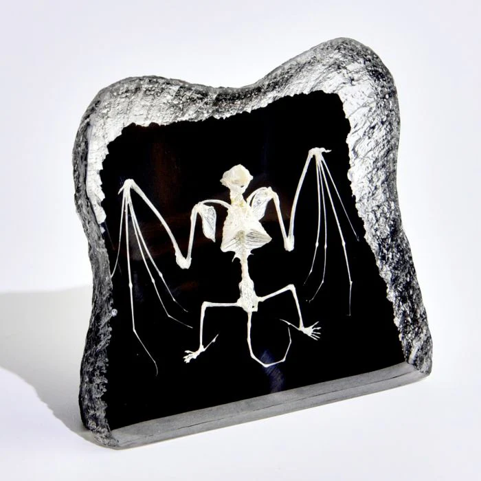 Real Bat Skeleton in Acrylic - Black Background - Image 3