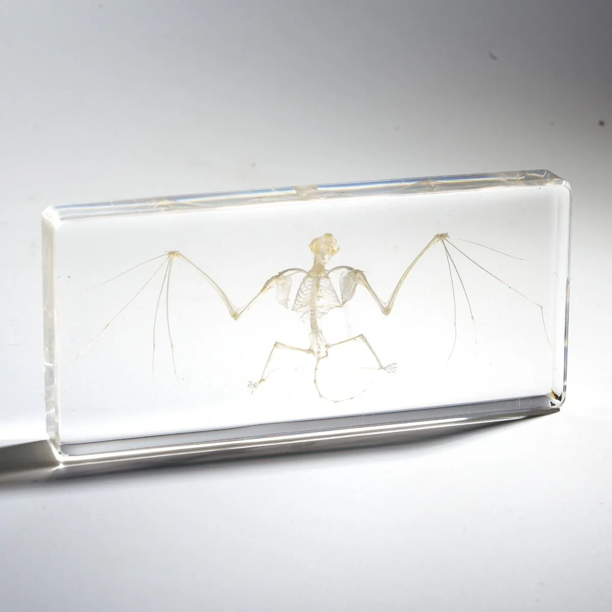 Real Bat Skeleton Paperweight - Image 2