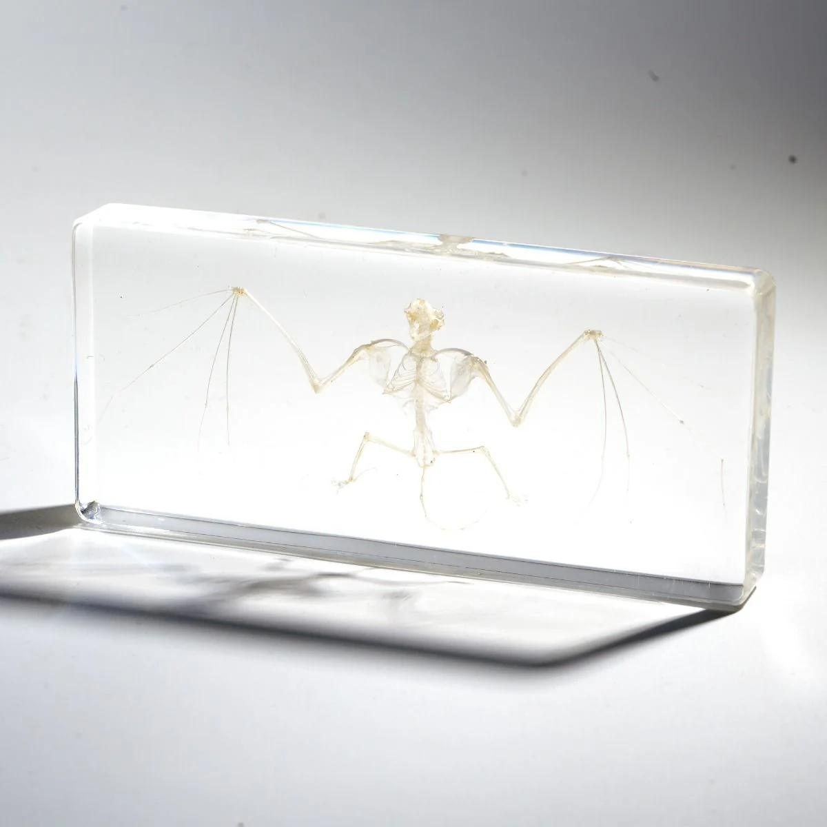 Real Bat Skeleton Paperweight - Image 3