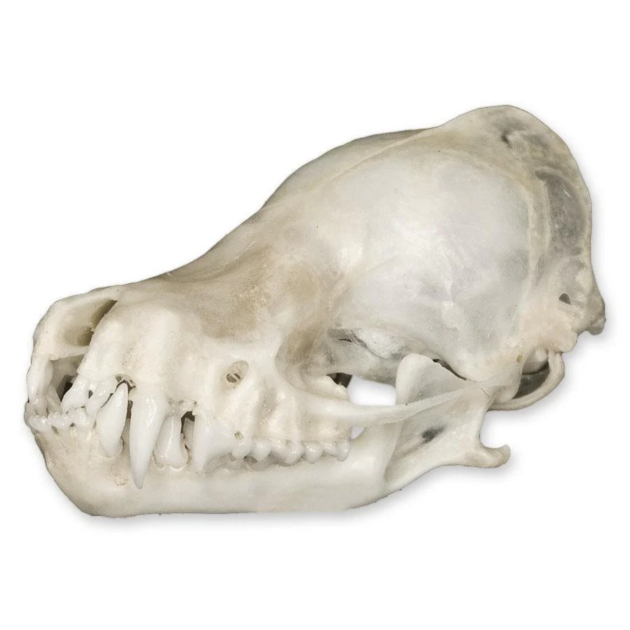 Real Bat Skull - Image 3