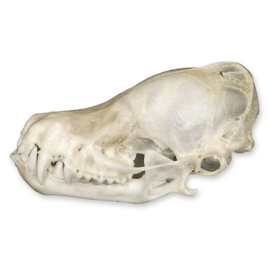 Real Bat Skull - Image 4