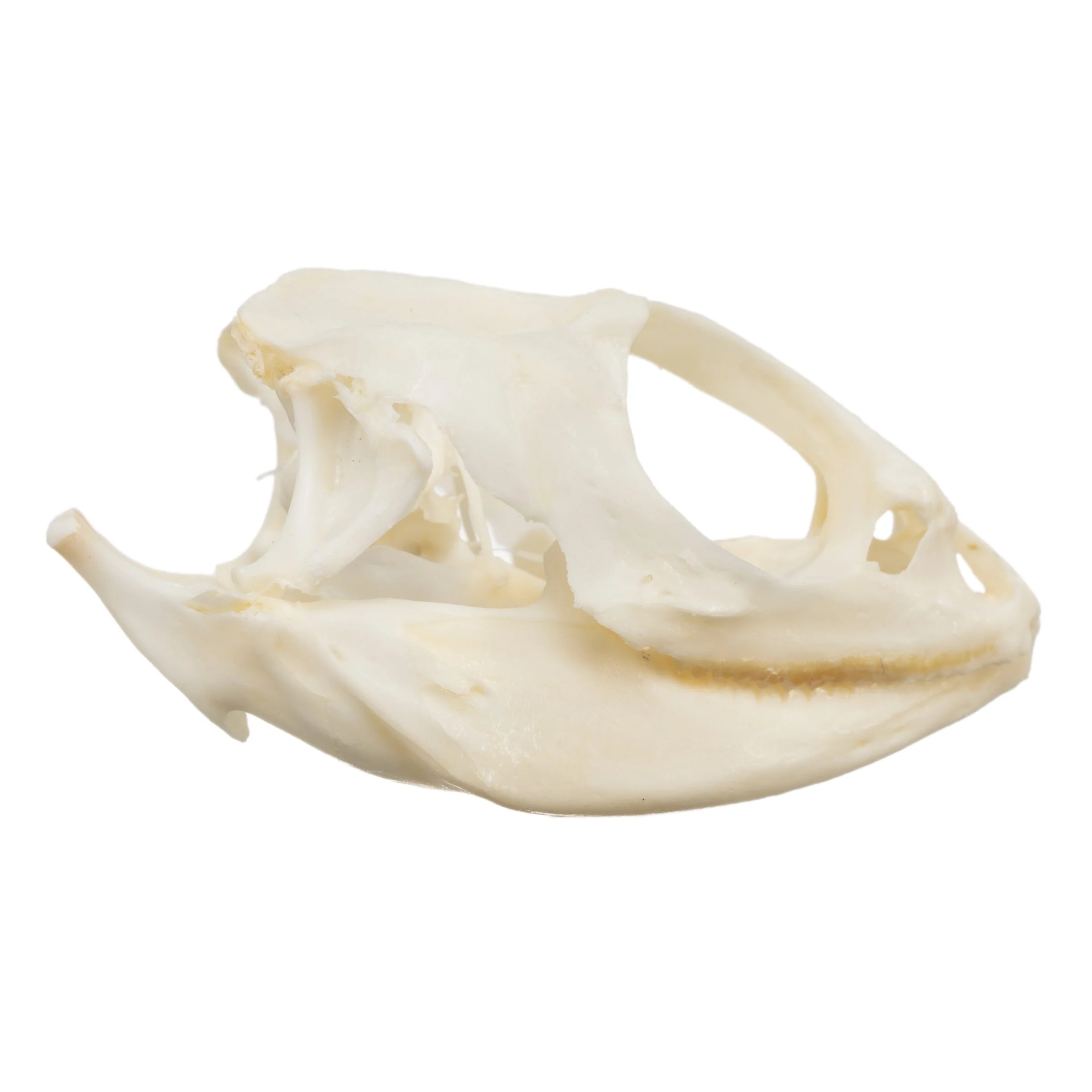 Real Bearded Dragon Skull - Image 2
