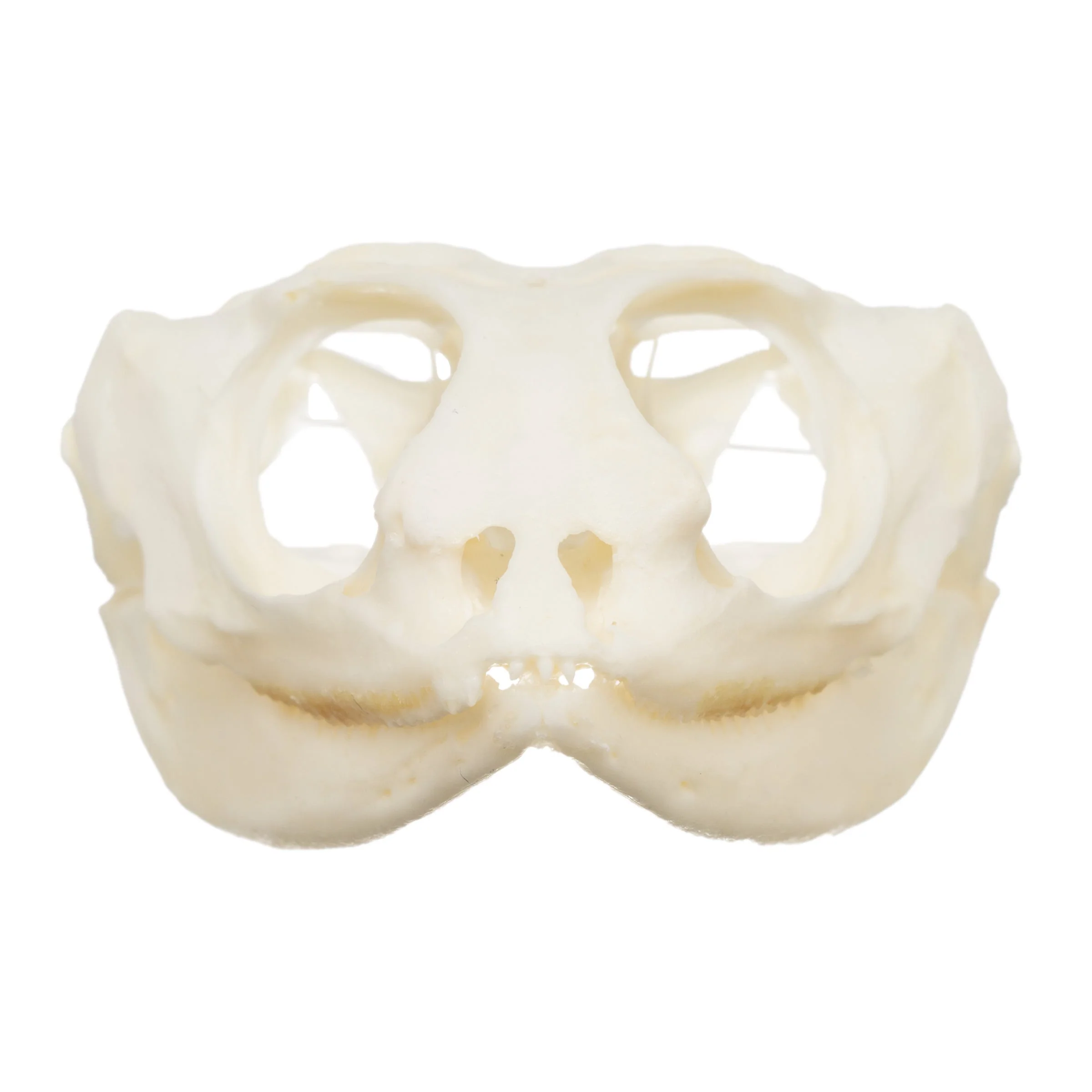 Real Bearded Dragon Skull - Image 3