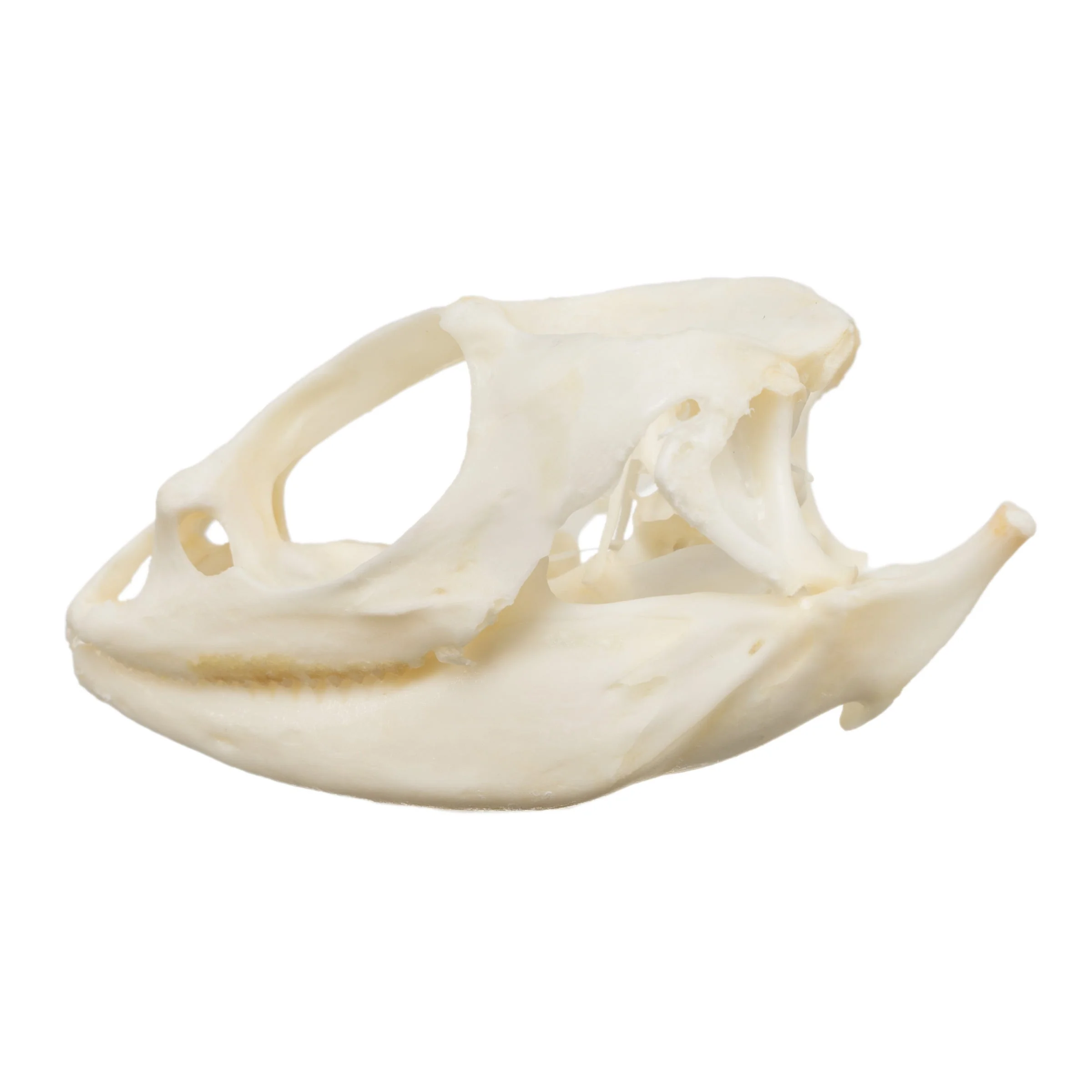 Real Bearded Dragon Skull - Image 4