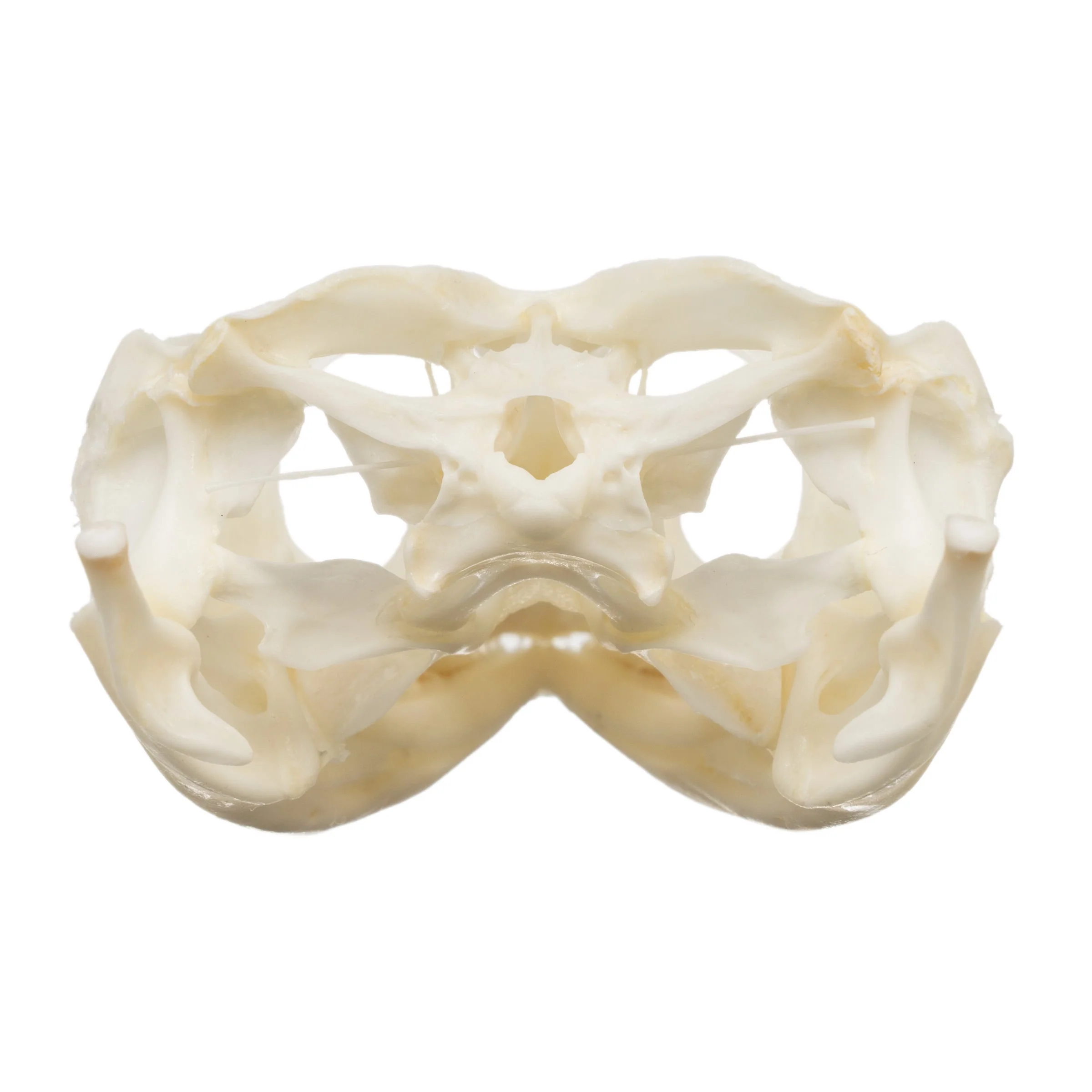 Real Bearded Dragon Skull - Image 5