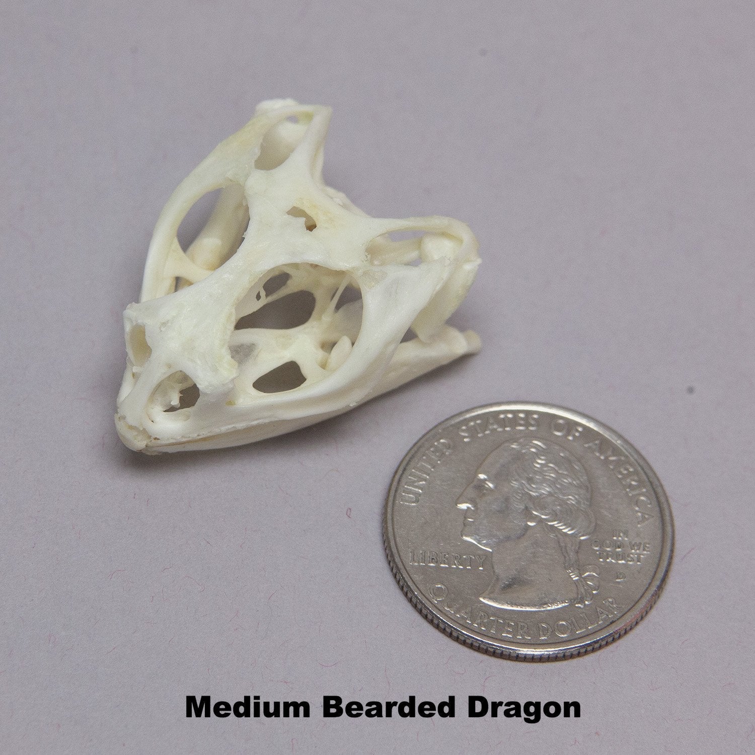 Real Bearded Dragon Skull - Image 6