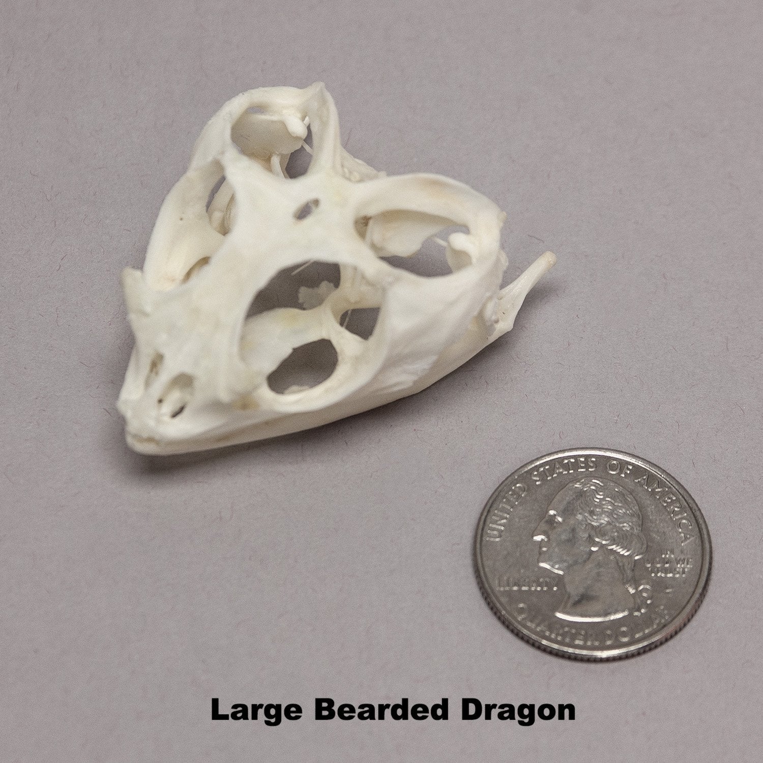 Real Bearded Dragon Skull - Image 7