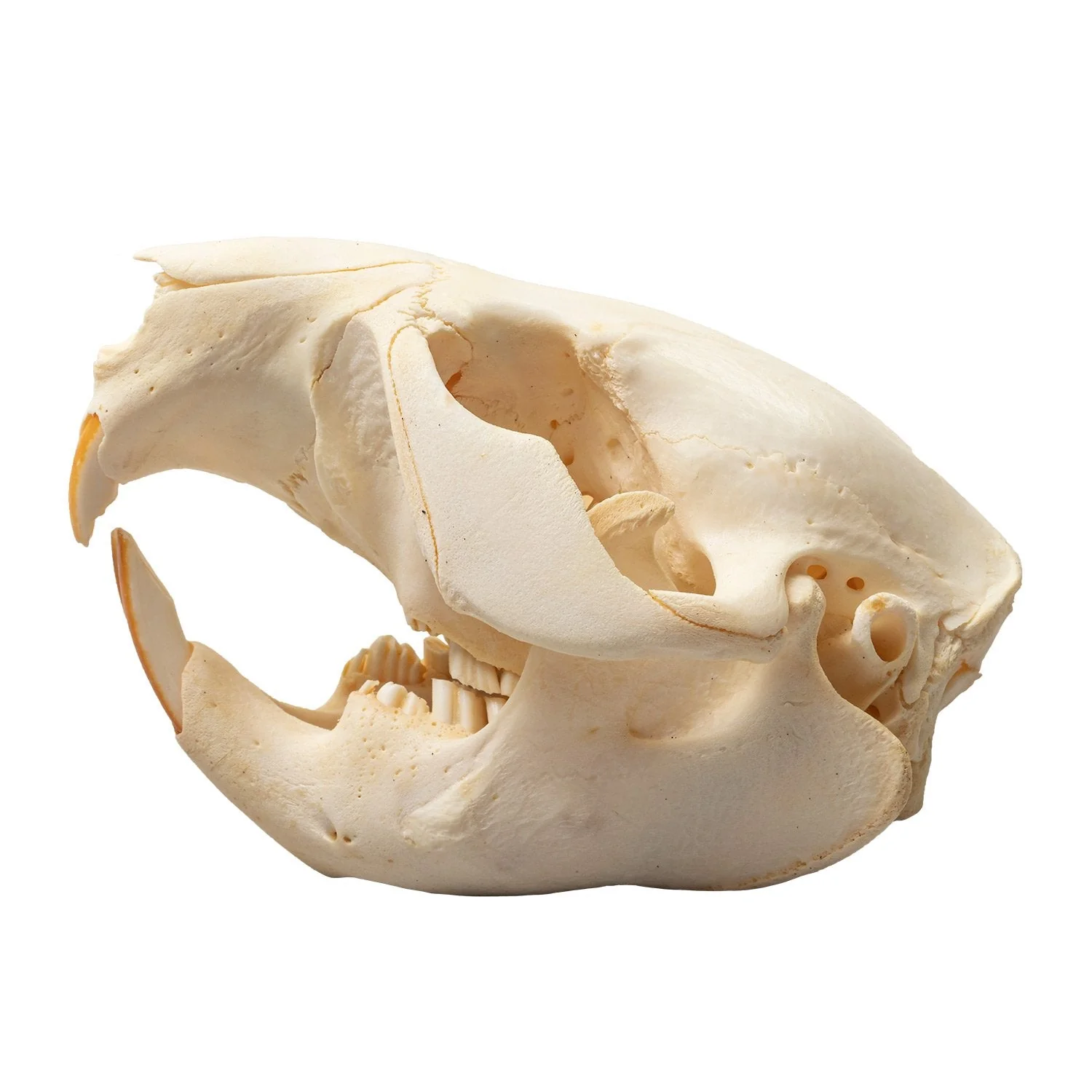 Real Beaver Skull - Adolescent - Image 4