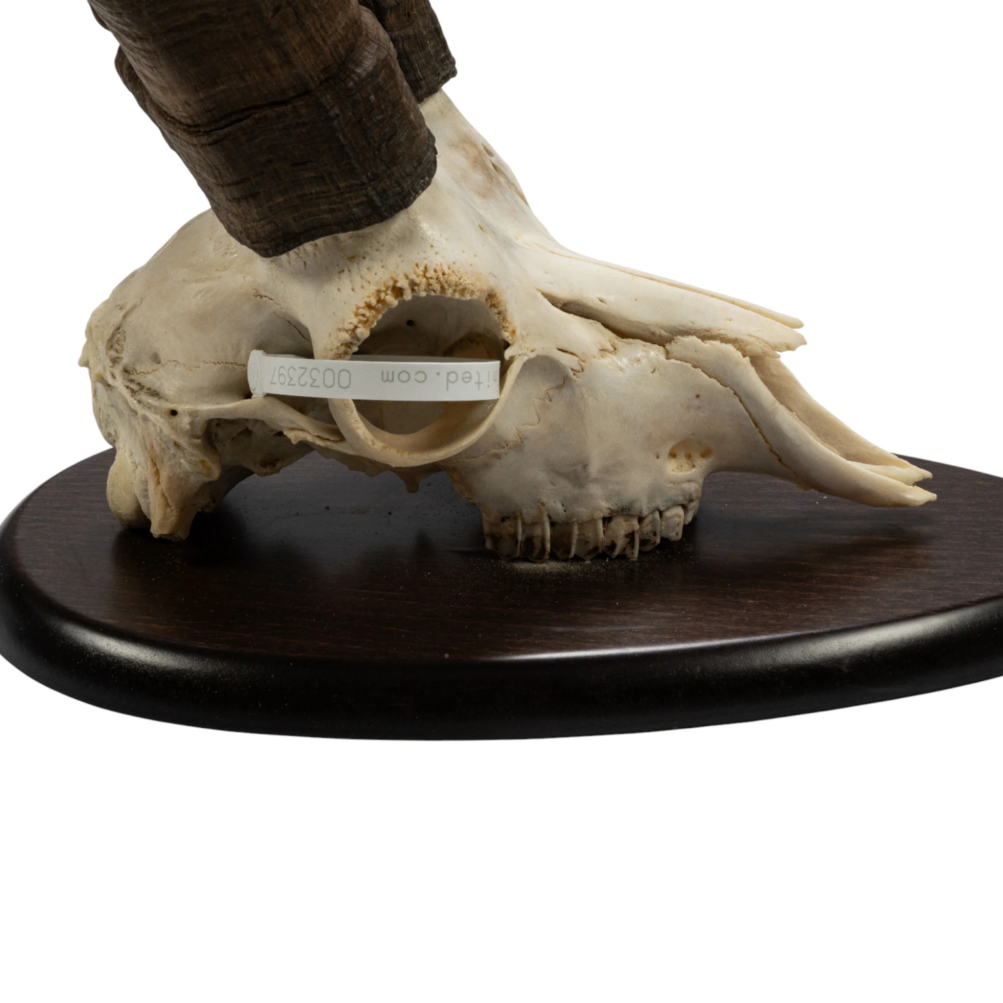 Real Beceite Spanish Ibex Skull - Image 2