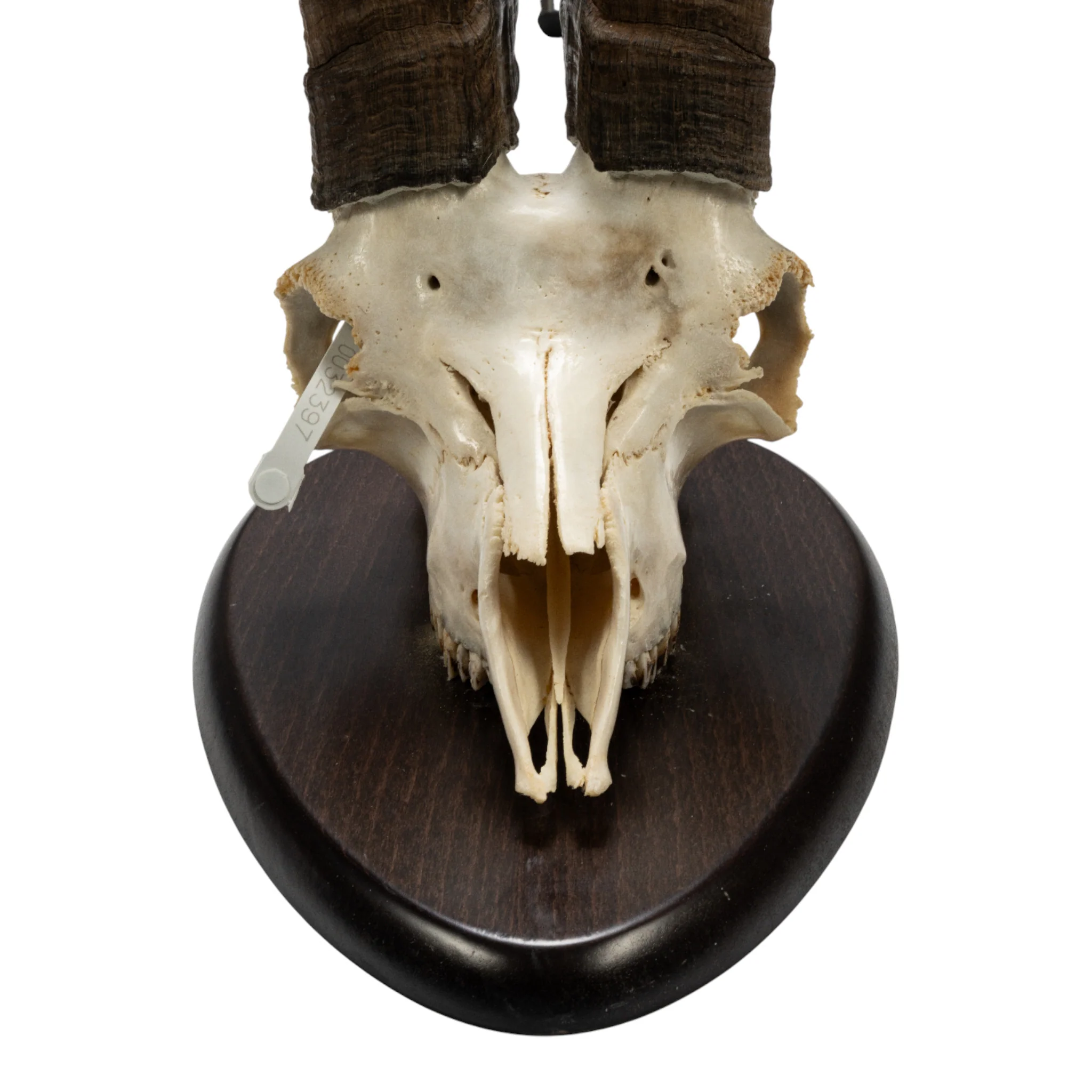 Real Beceite Spanish Ibex Skull - Image 3