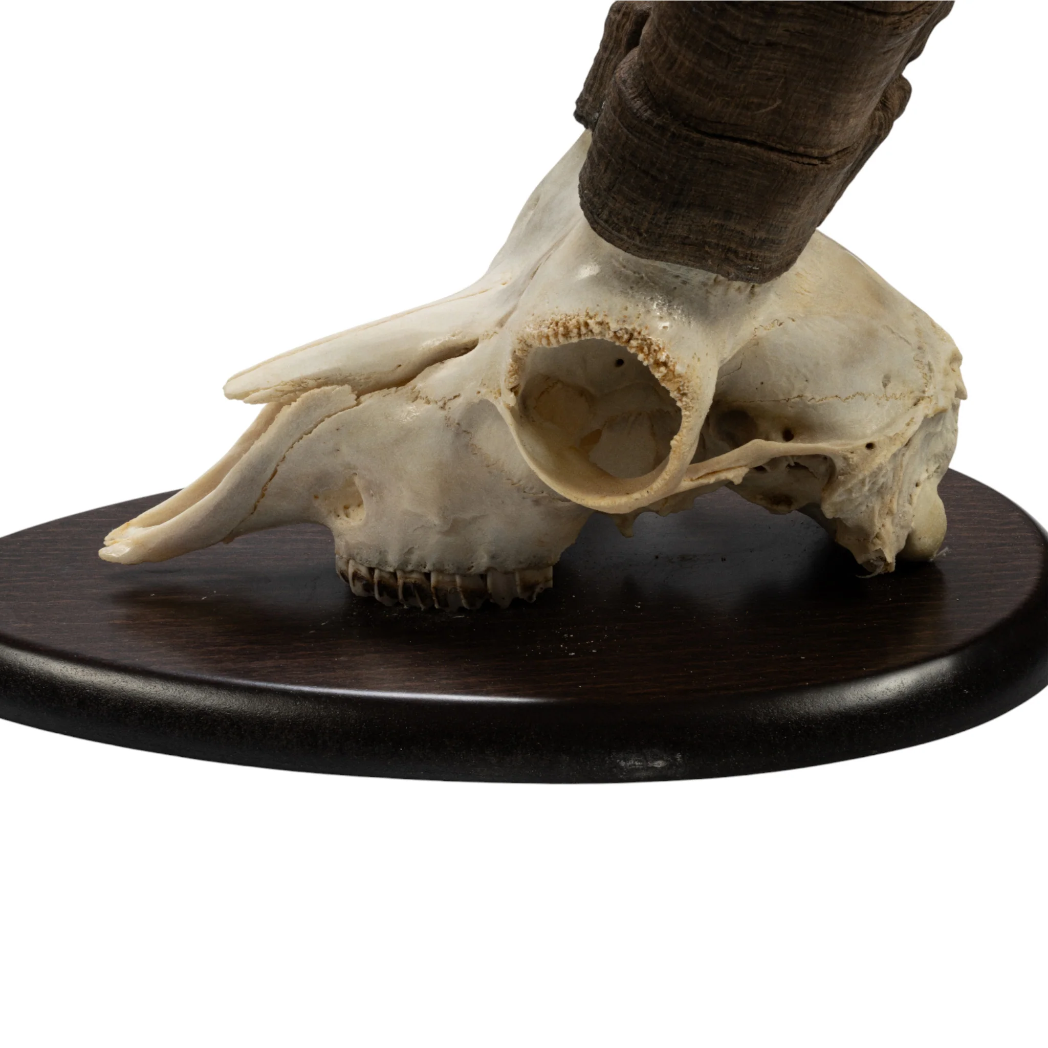 Real Beceite Spanish Ibex Skull - Image 4