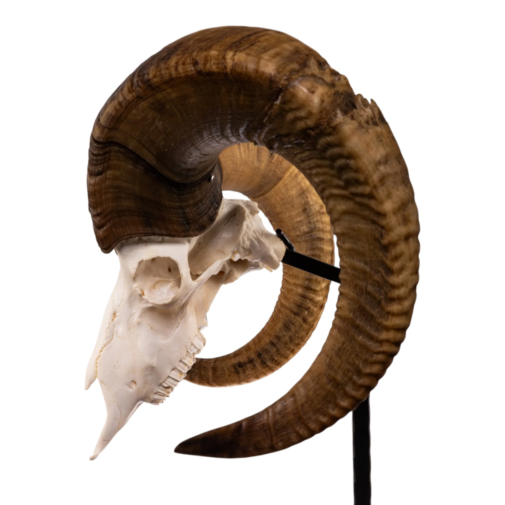 Real Bighorn Sheep Skull - Image 5