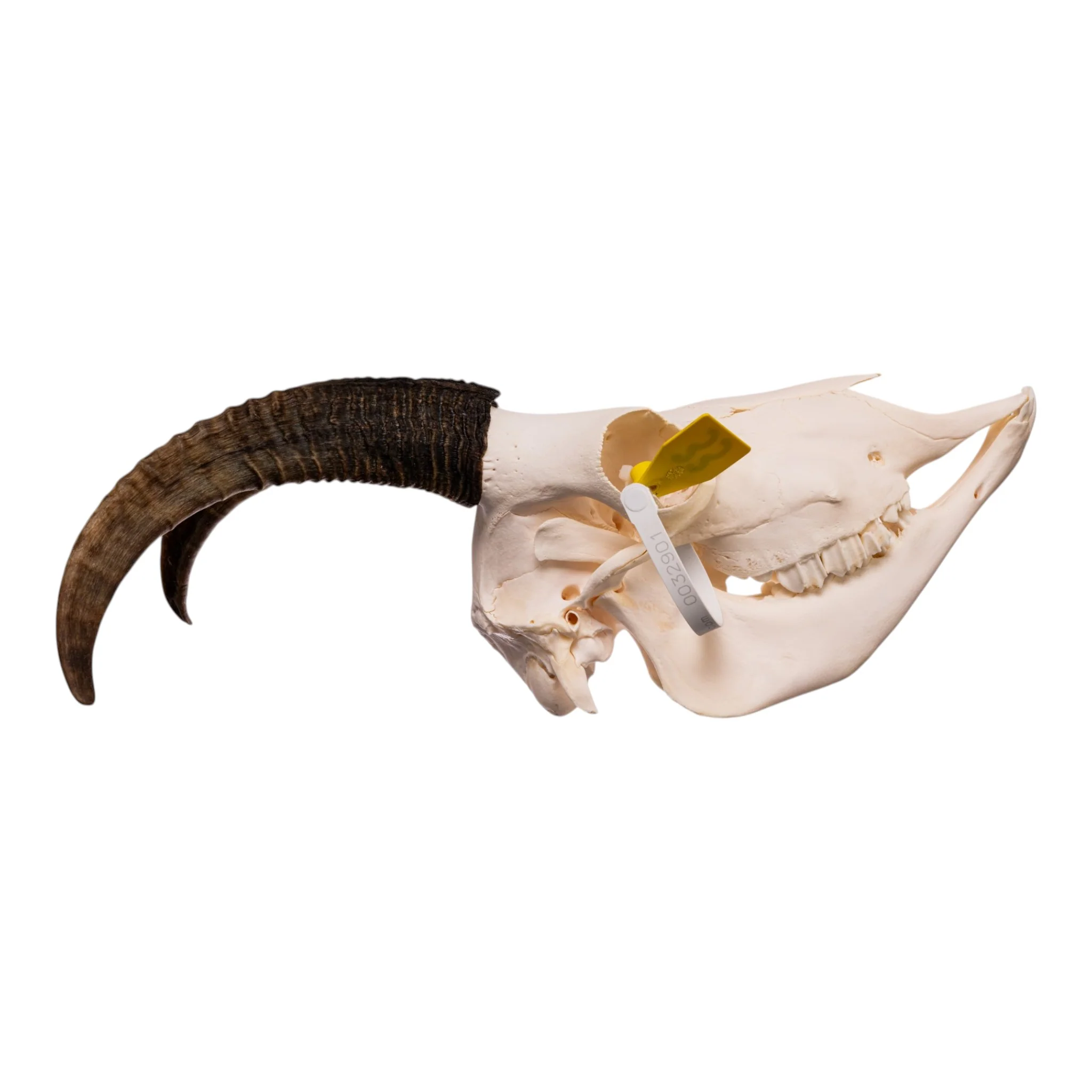 Real Bighorn Sheep Skull - Image 2