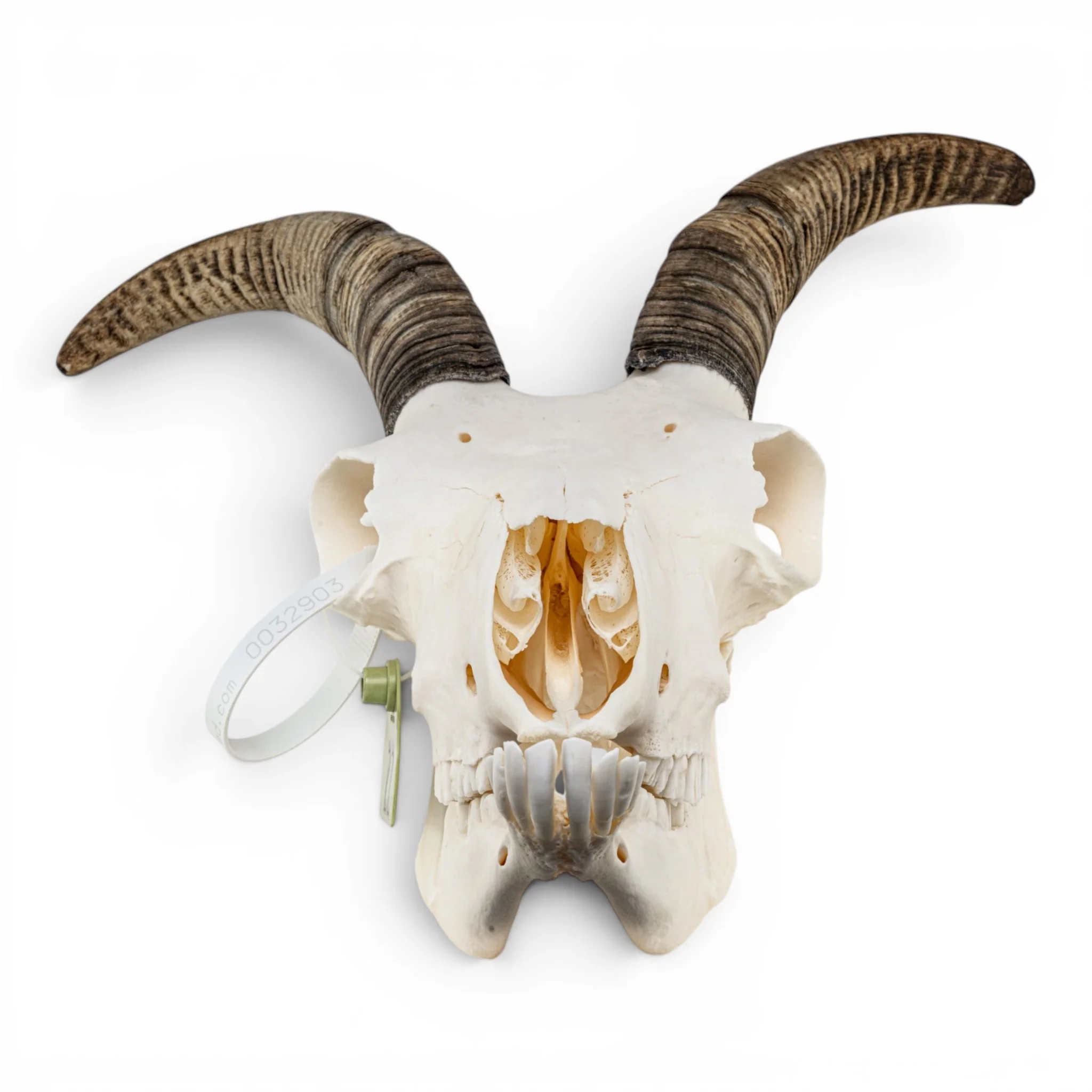 Real Bighorn Sheep Skull - Image 3