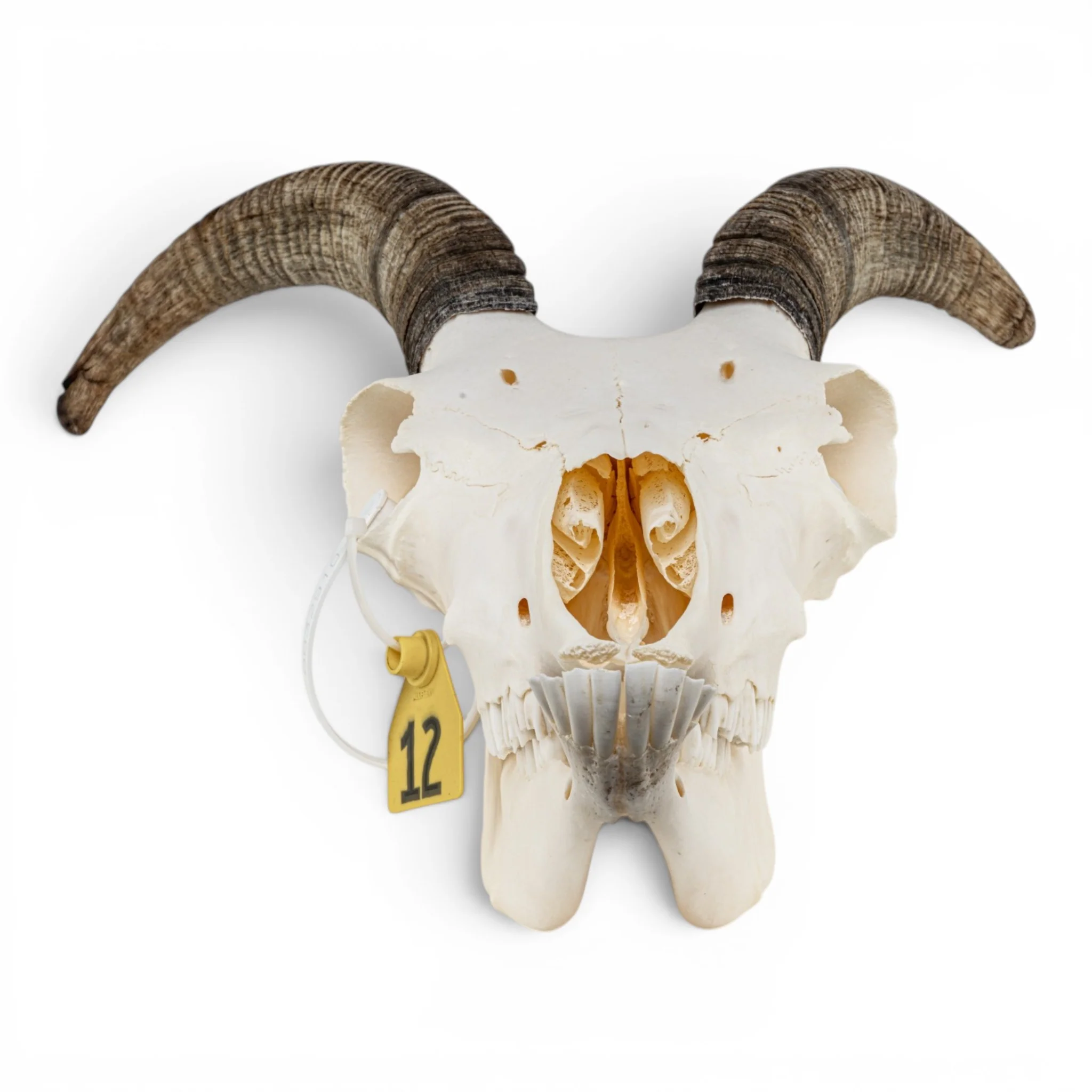 Real Bighorn Sheep Skull - Image 3