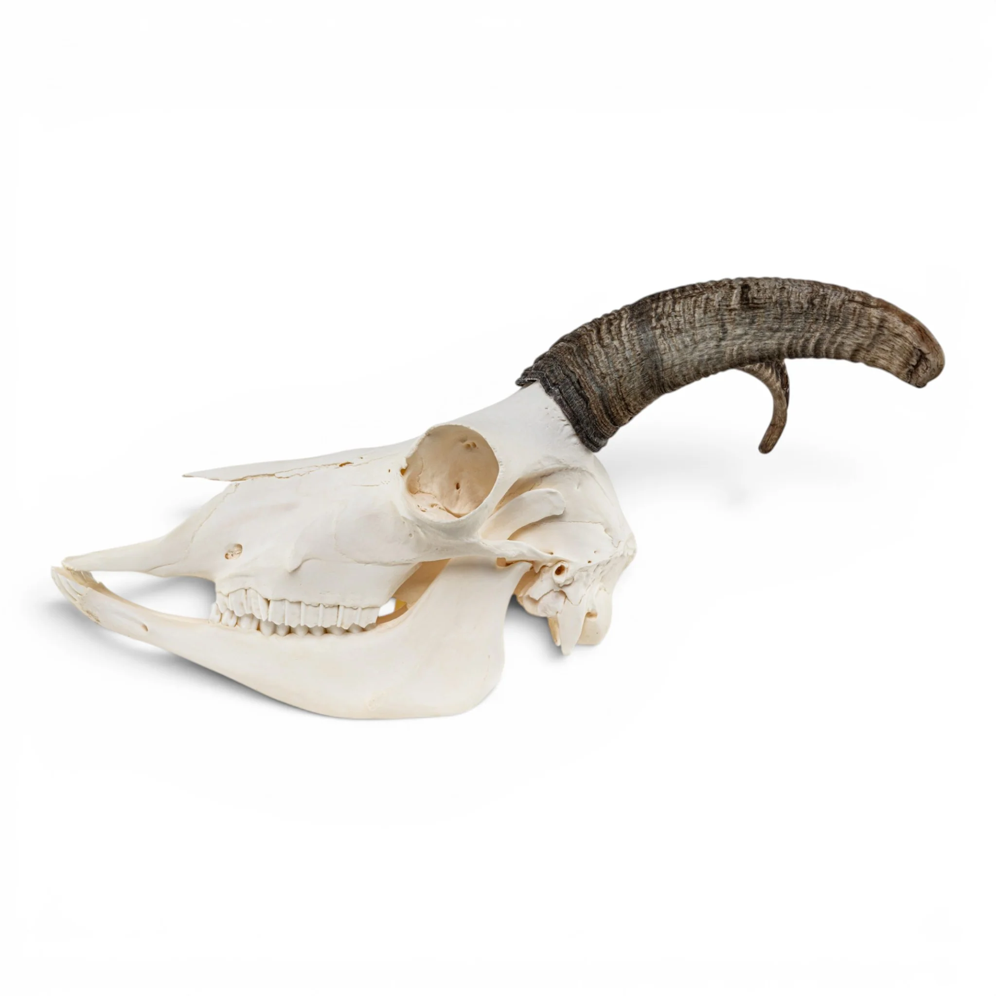 Real Bighorn Sheep Skull - Image 4