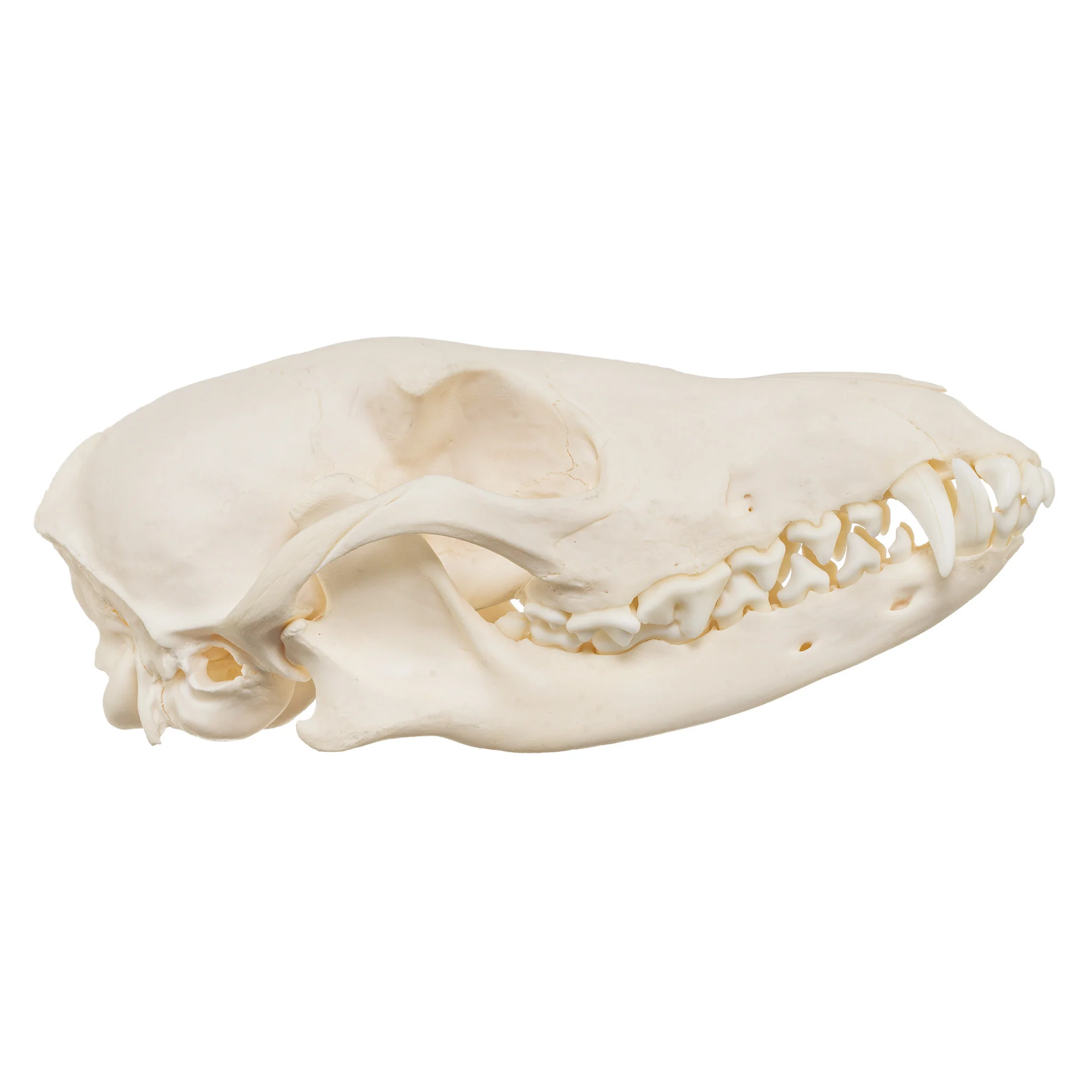 Real Black-backed Jackal Skull - Image 2