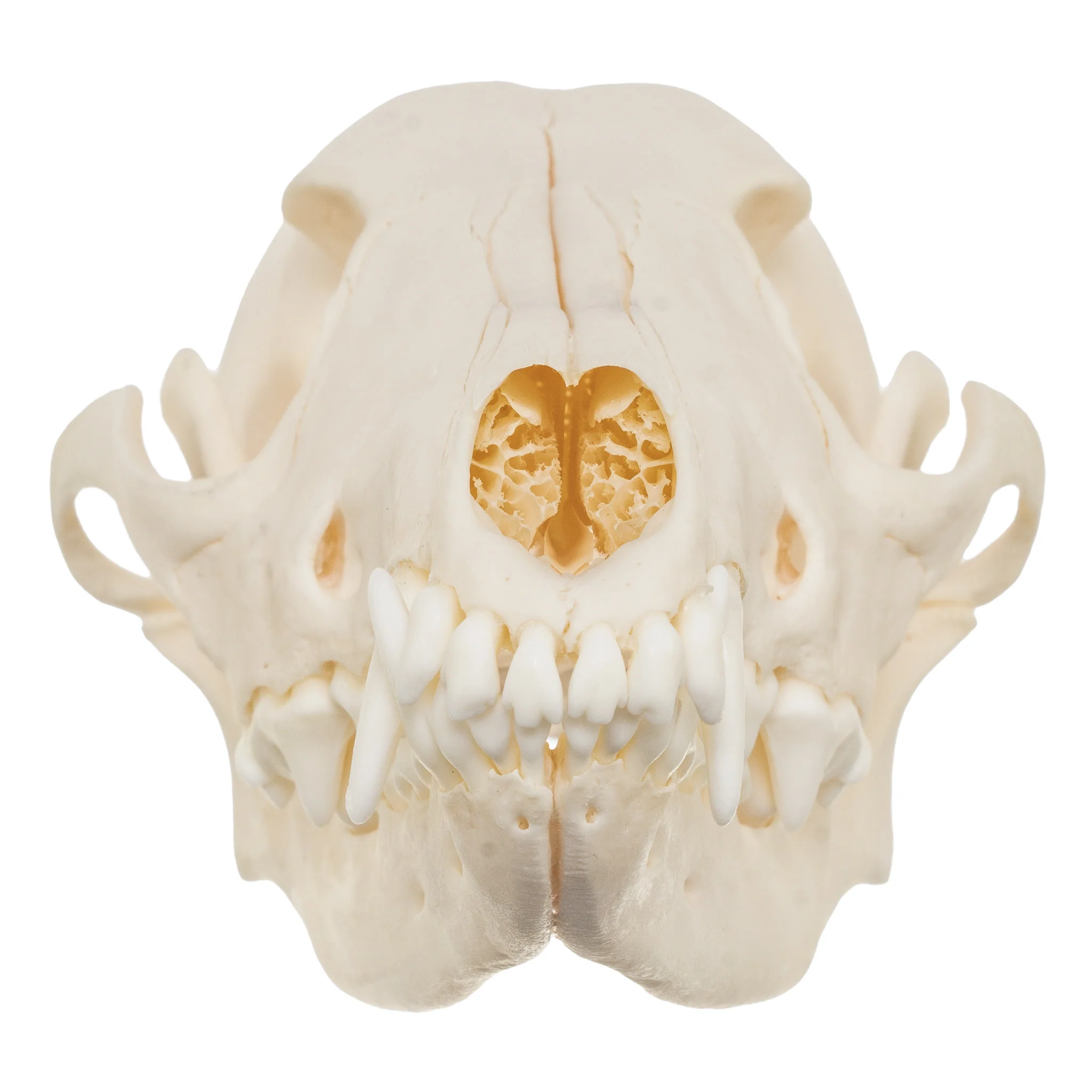 Real Black-backed Jackal Skull - Image 3