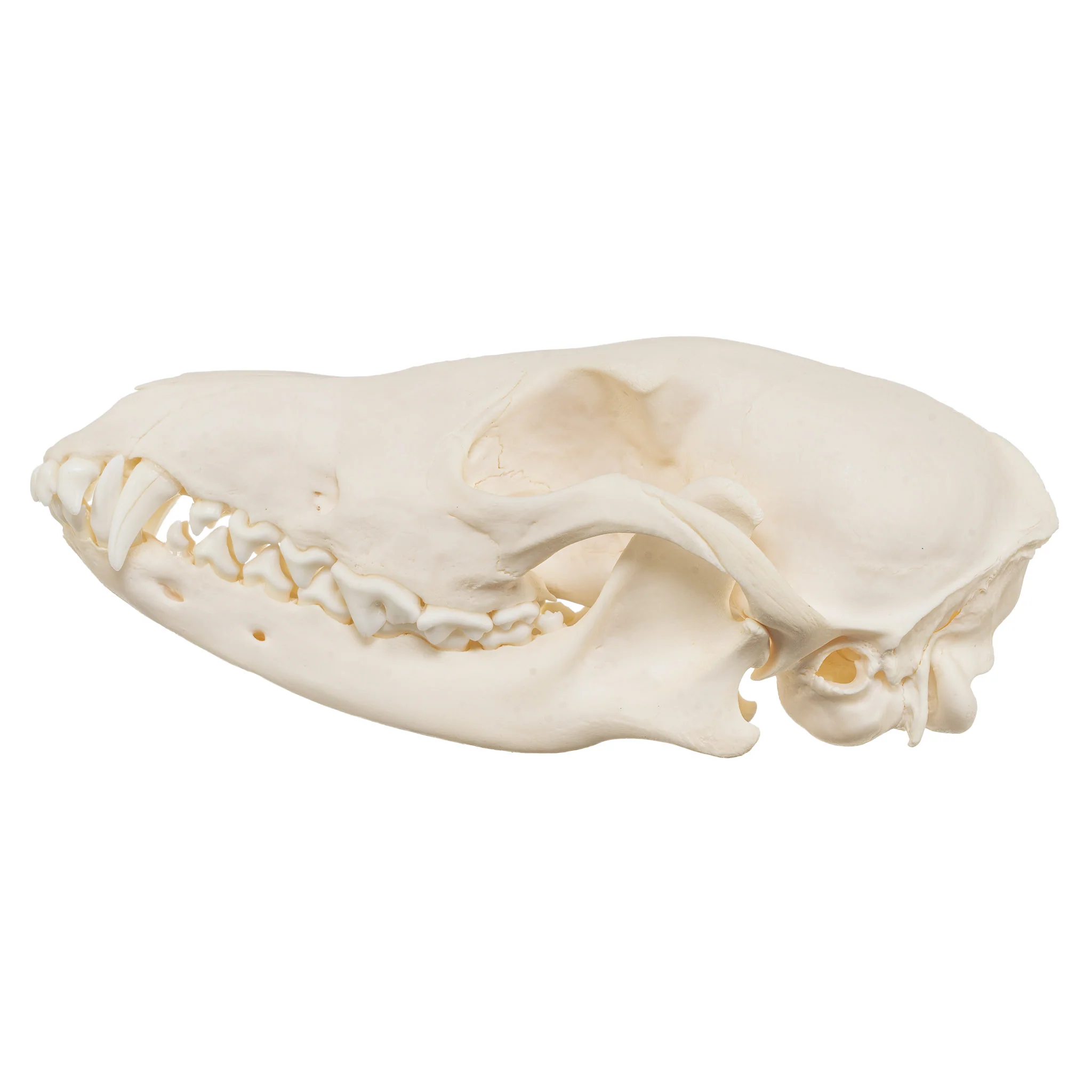 Real Black-backed Jackal Skull - Image 4