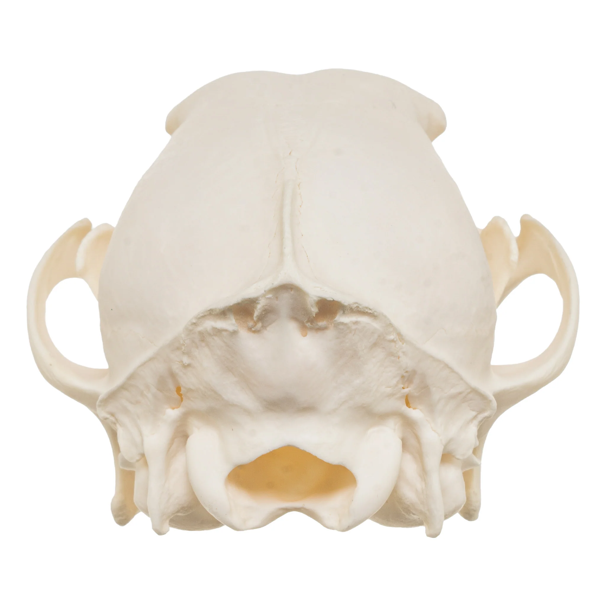 Real Black-backed Jackal Skull - Image 5