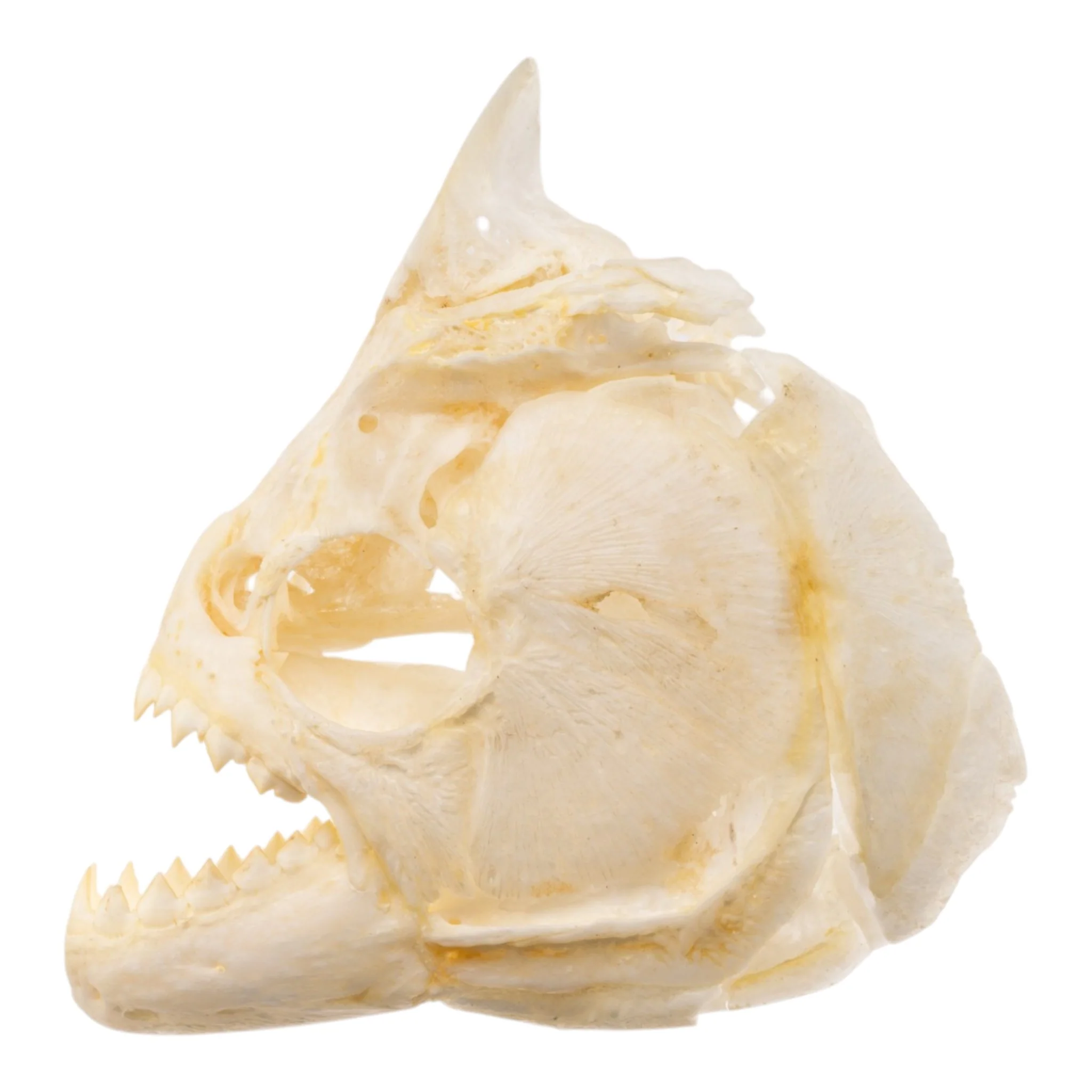 Real Black Piranha Skull - Image 4