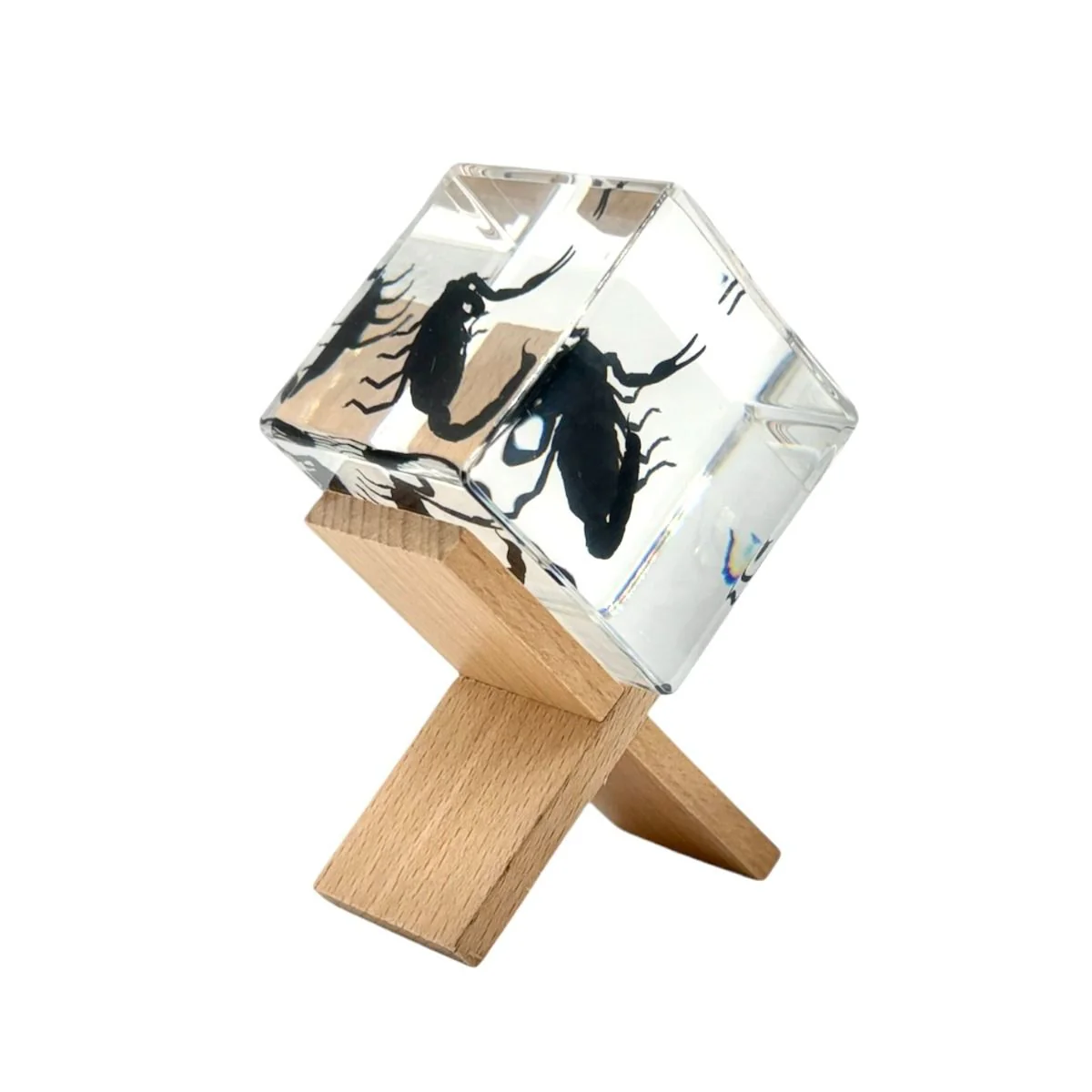 Real Black Scorpion Cube Paperweight - Image 2